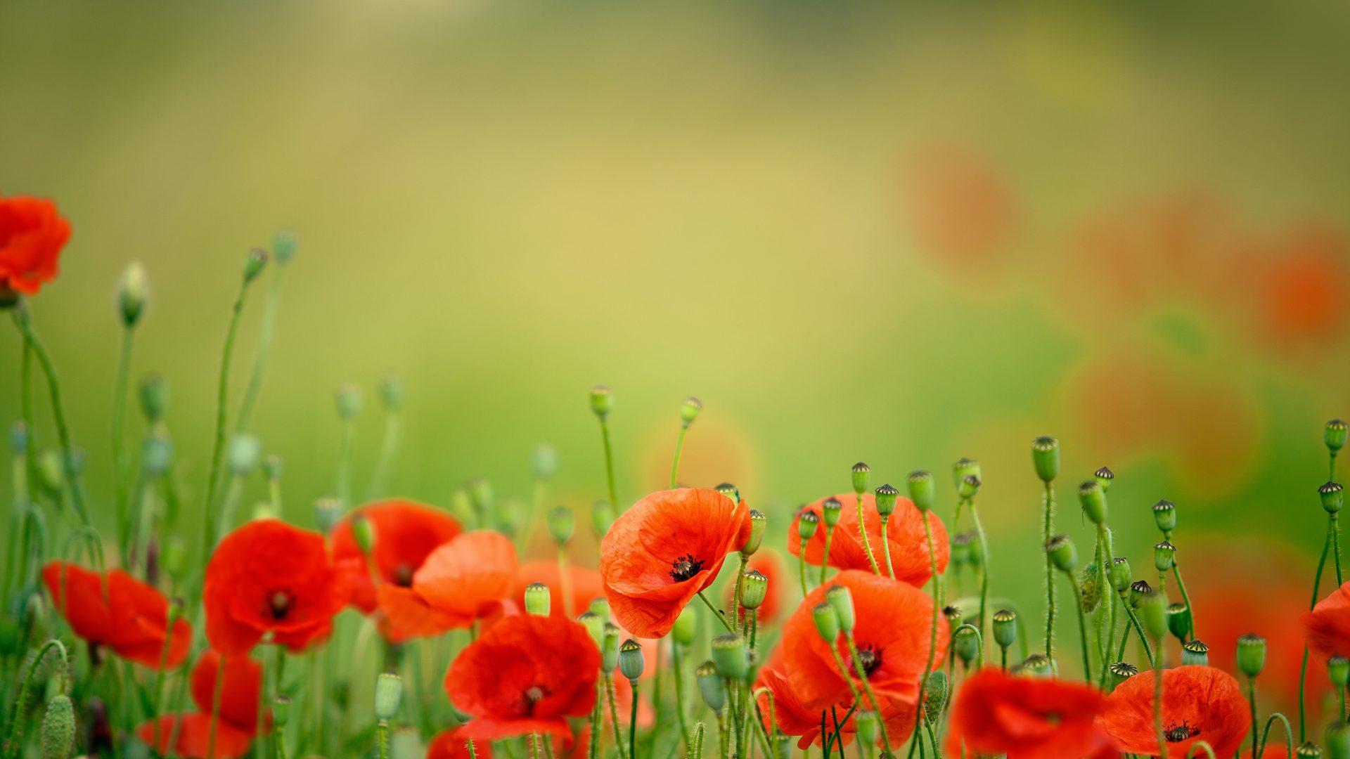 Poppies Flowers Wallpapers Wallpaper Cave