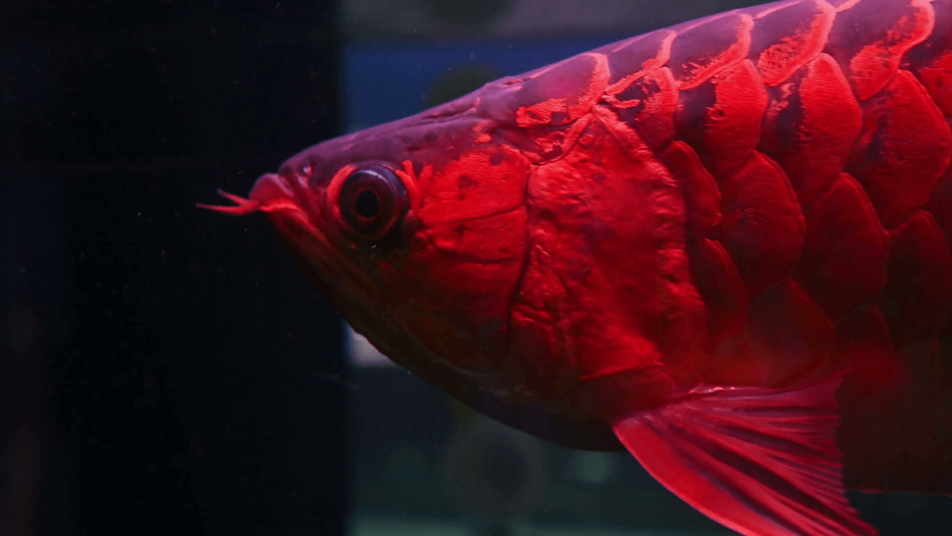 Asian Arowana Wallpapers Wallpaper Cave