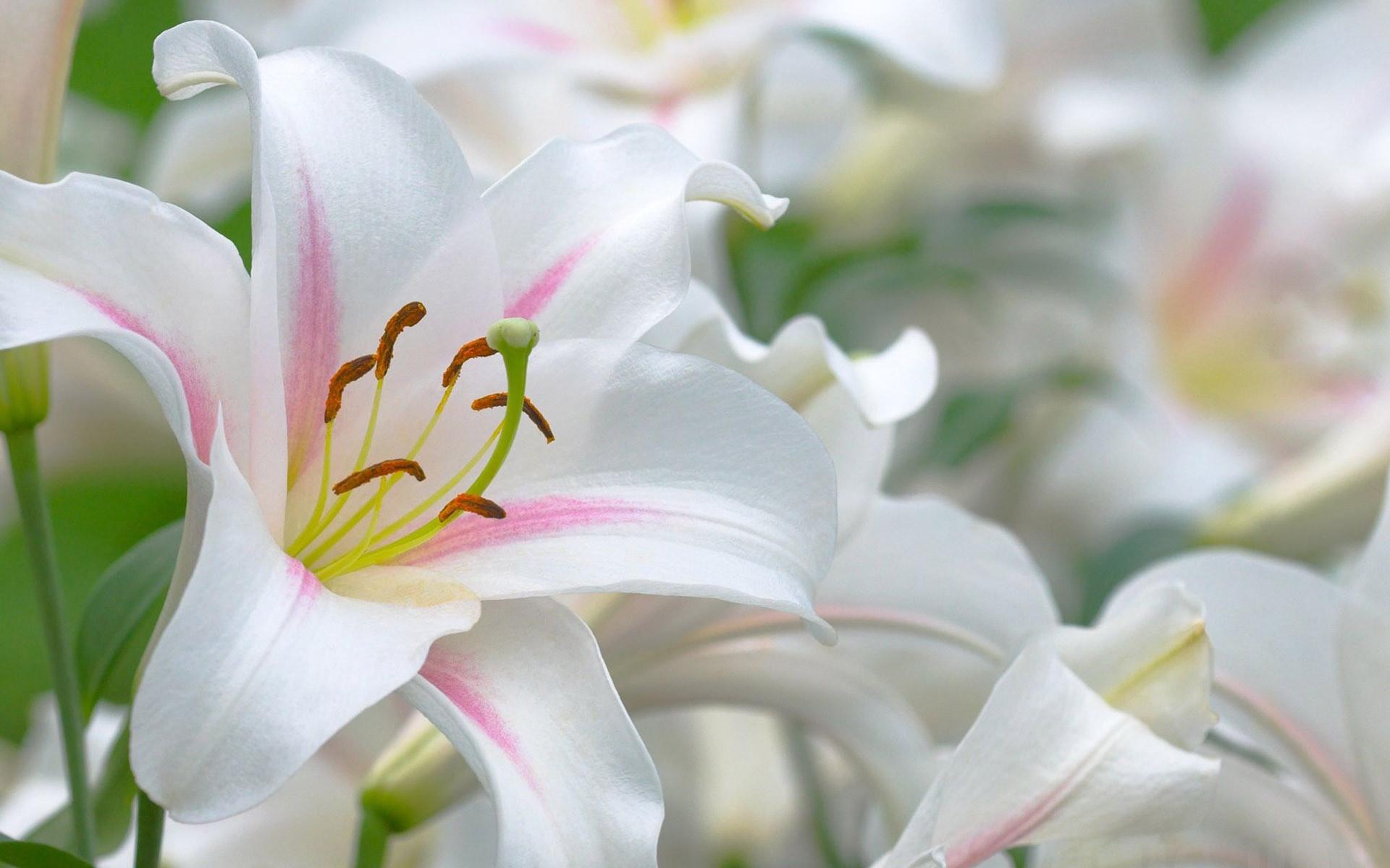 Pink And White Lilies Wallpapers Wallpaper Cave