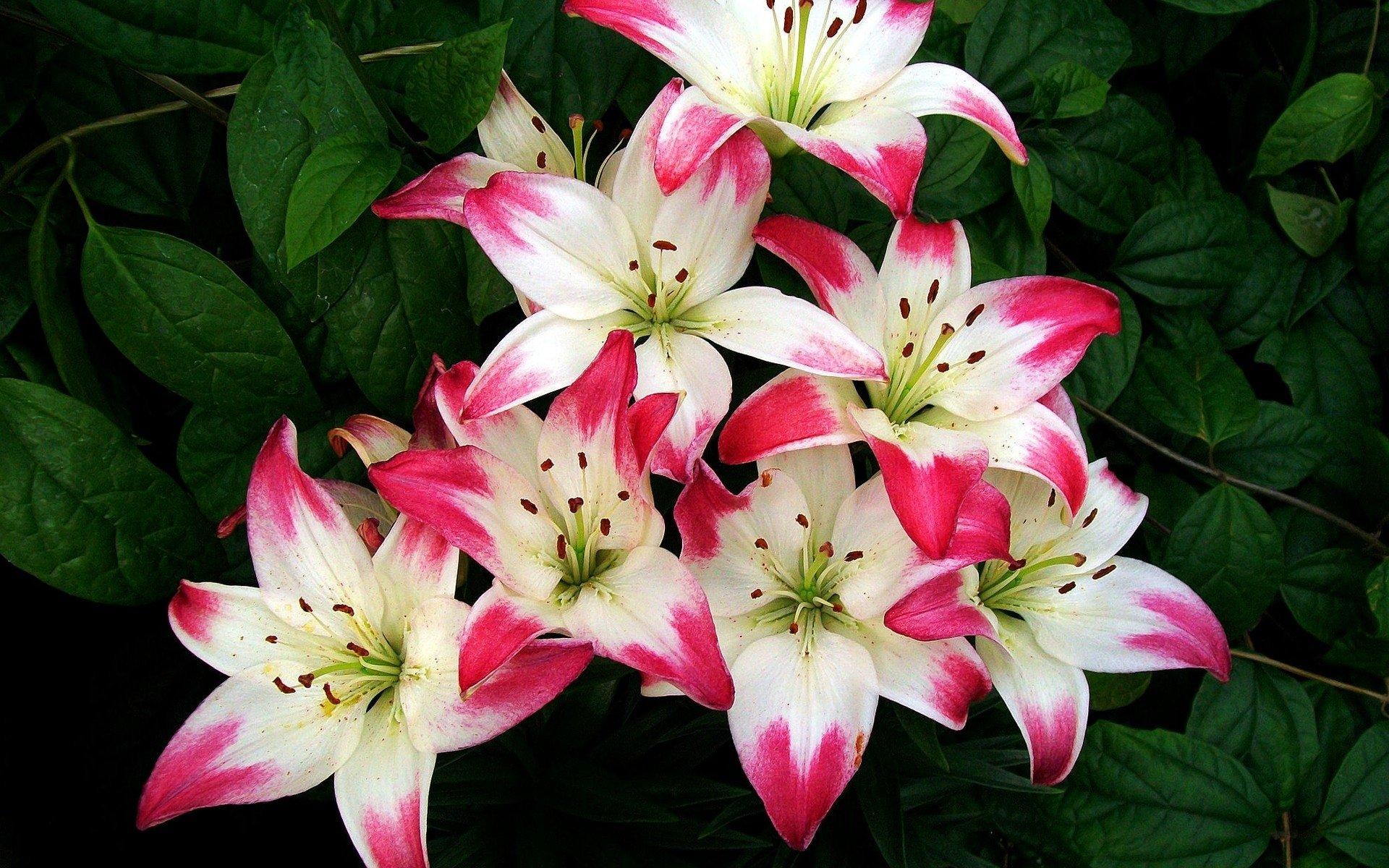 Pink And White Lilies Wallpapers Wallpaper Cave