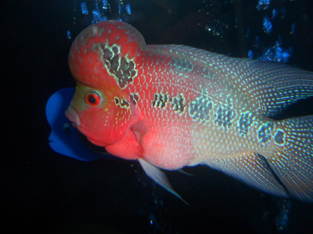 Flowerhorn Wallpapers Wallpaper Cave