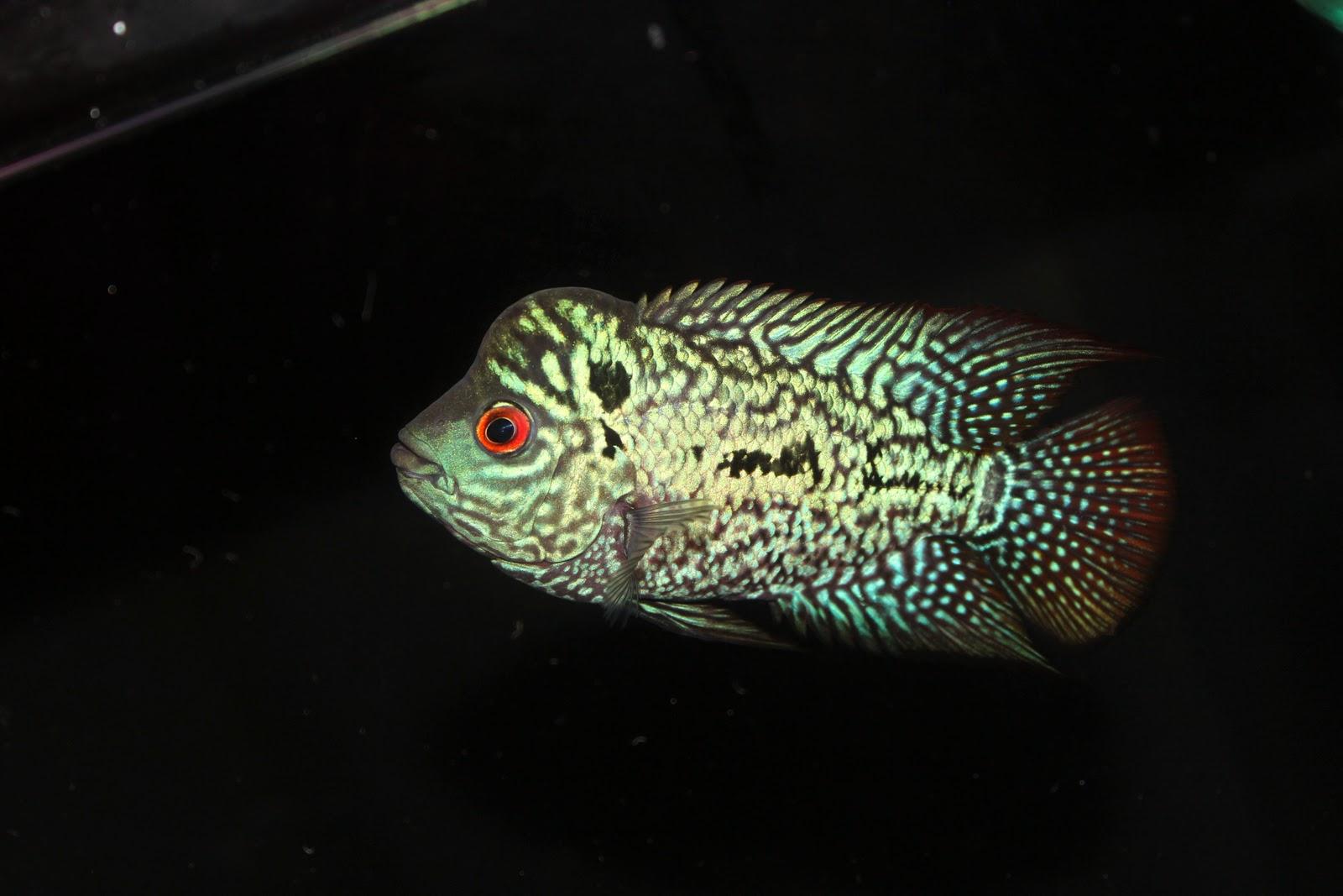 Flowerhorn Wallpapers Wallpaper Cave