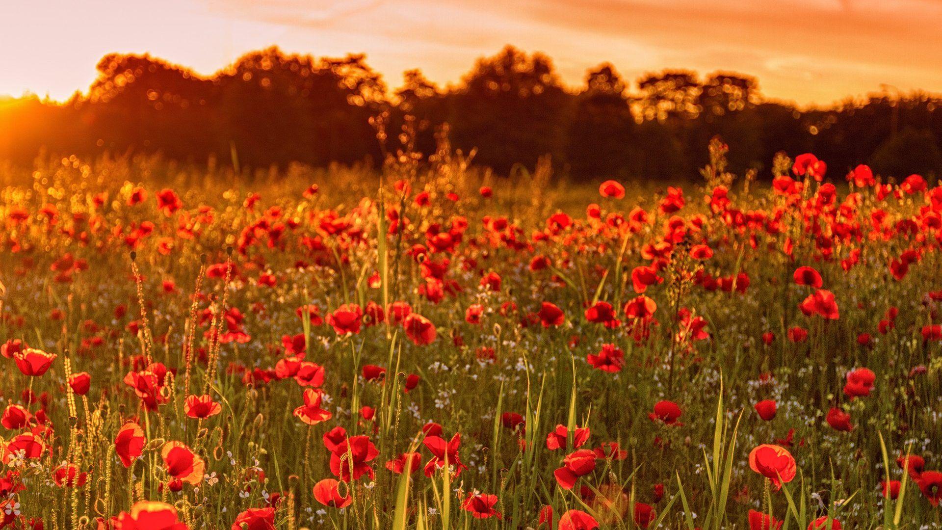 Flower Field Wallpapers Wallpaper Cave