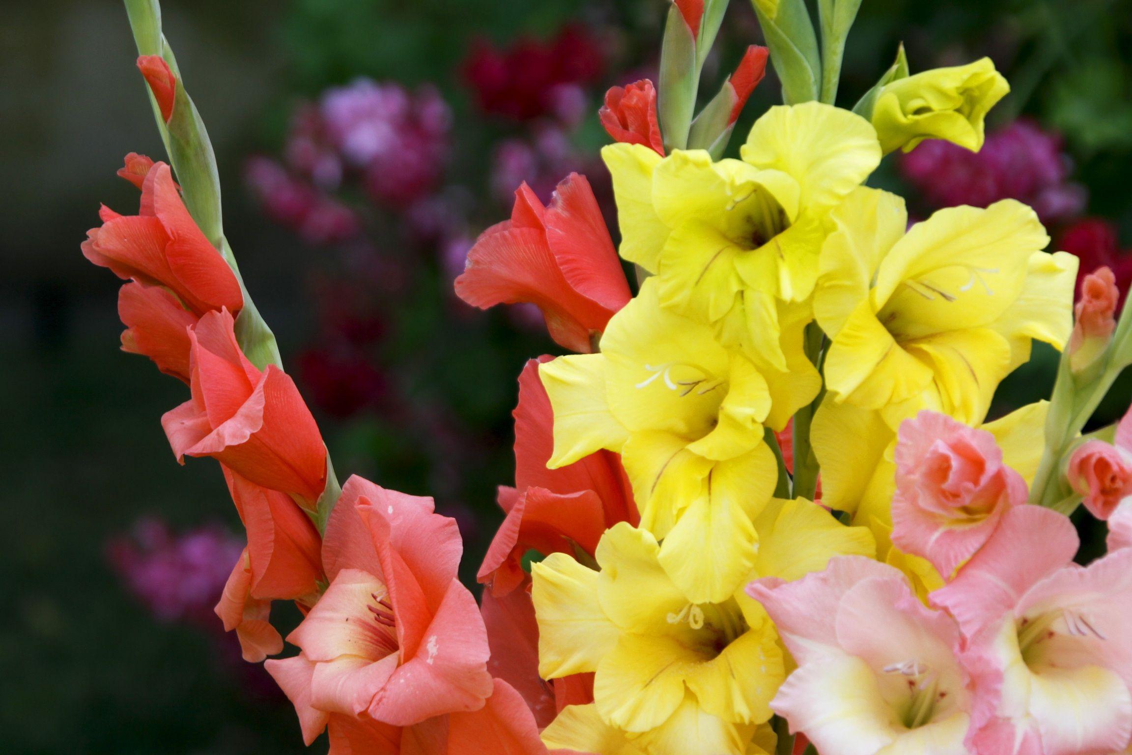 Pink And Yellow Gladiolus Wallpapers Wallpaper Cave