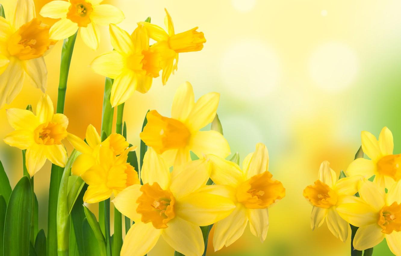 Daffodils Wallpapers Wallpaper Cave