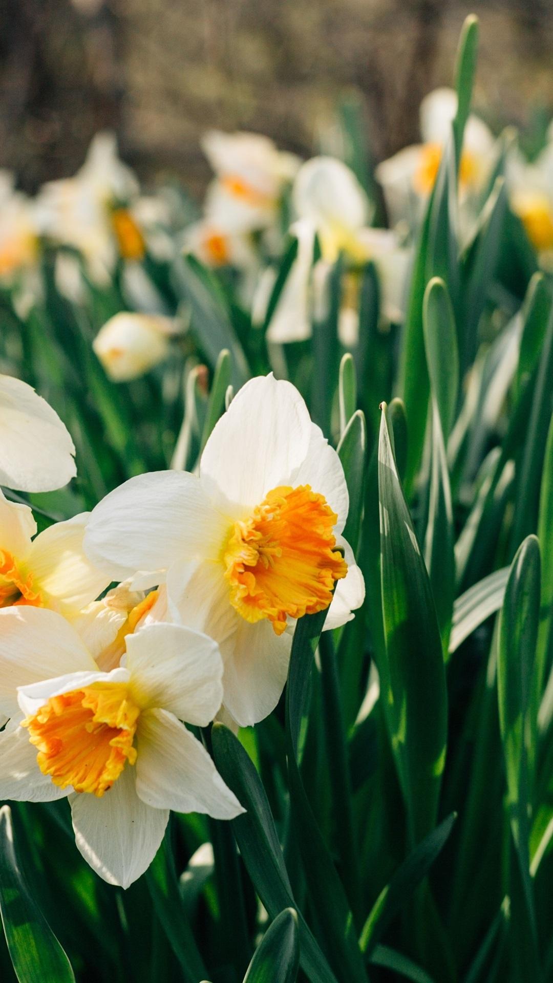 iPhone Daffodils Wallpapers Wallpaper Cave