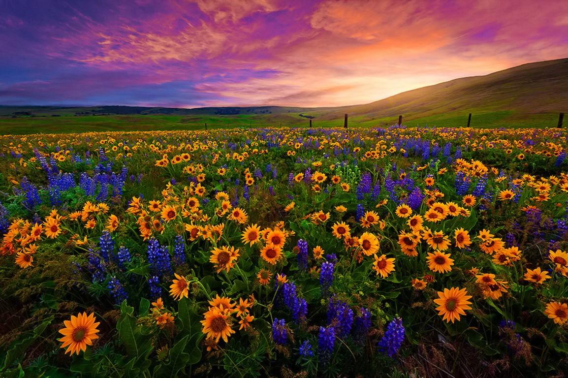 Sunflowers At Sunset Wallpapers Wallpaper Cave