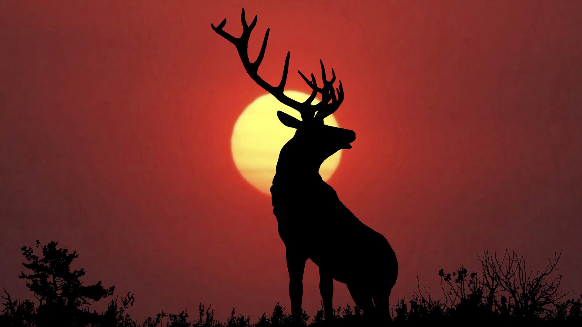 Stag Wallpapers Wallpaper Cave