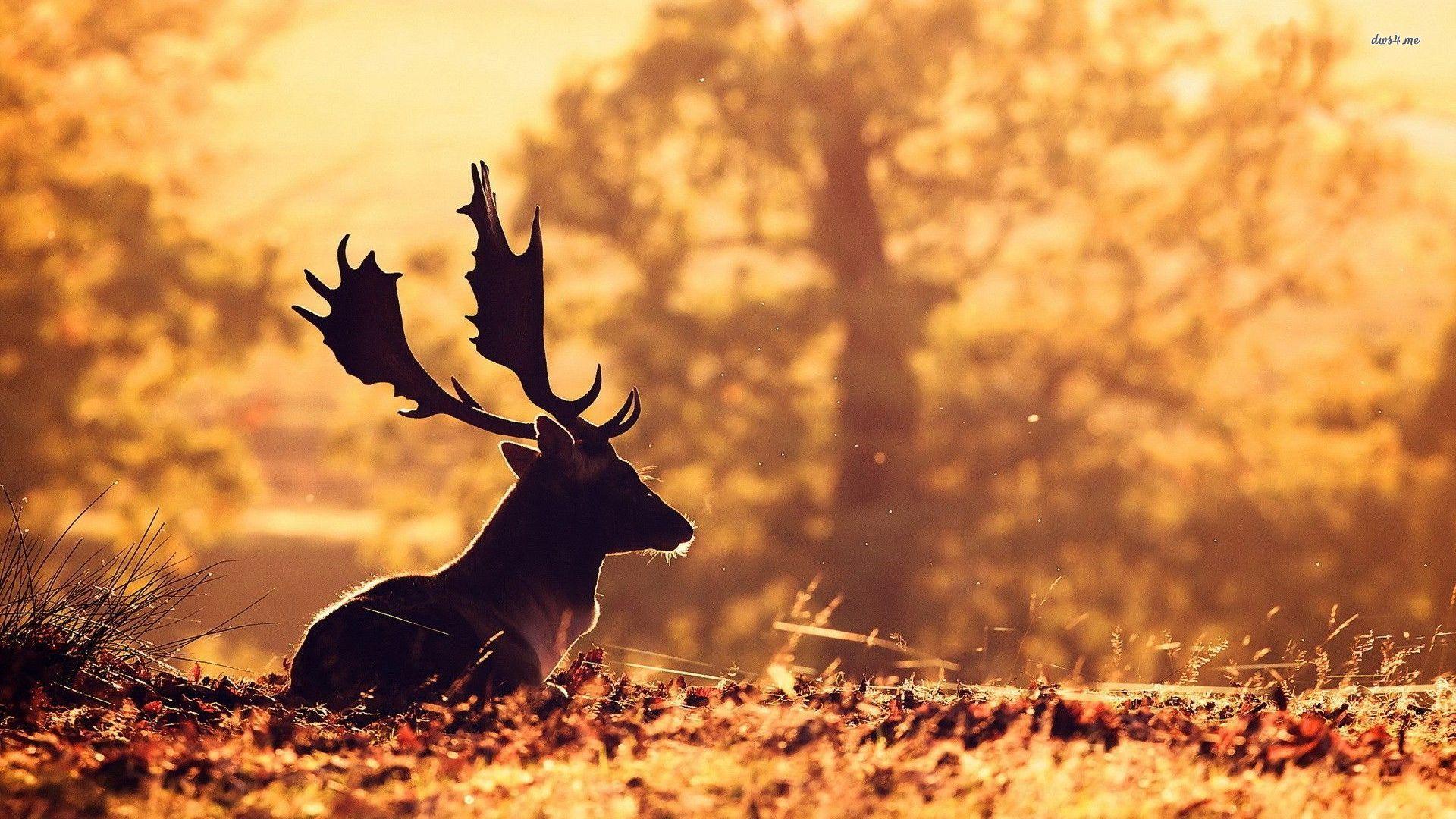 Stag Wallpapers Wallpaper Cave