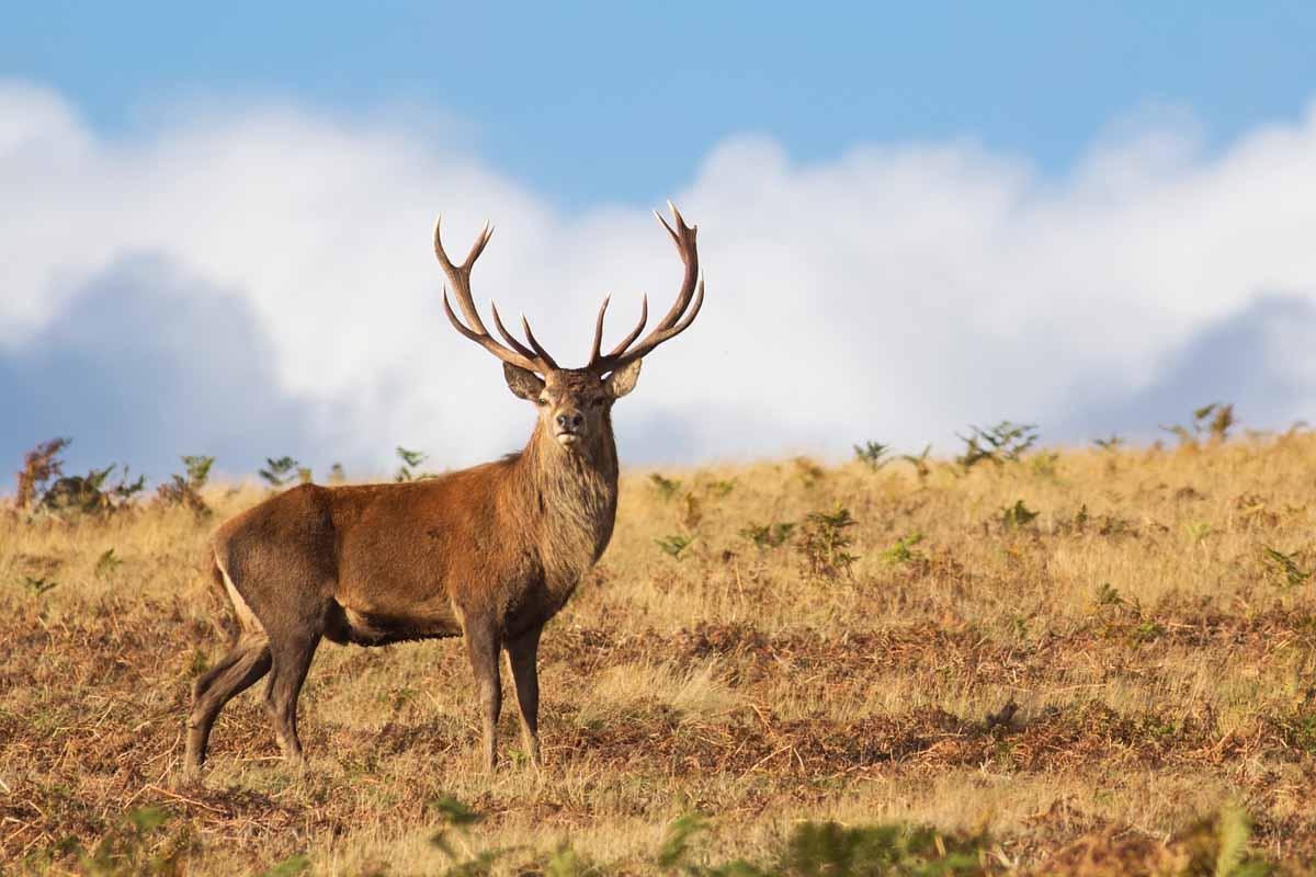 Stag Wallpapers Wallpaper Cave