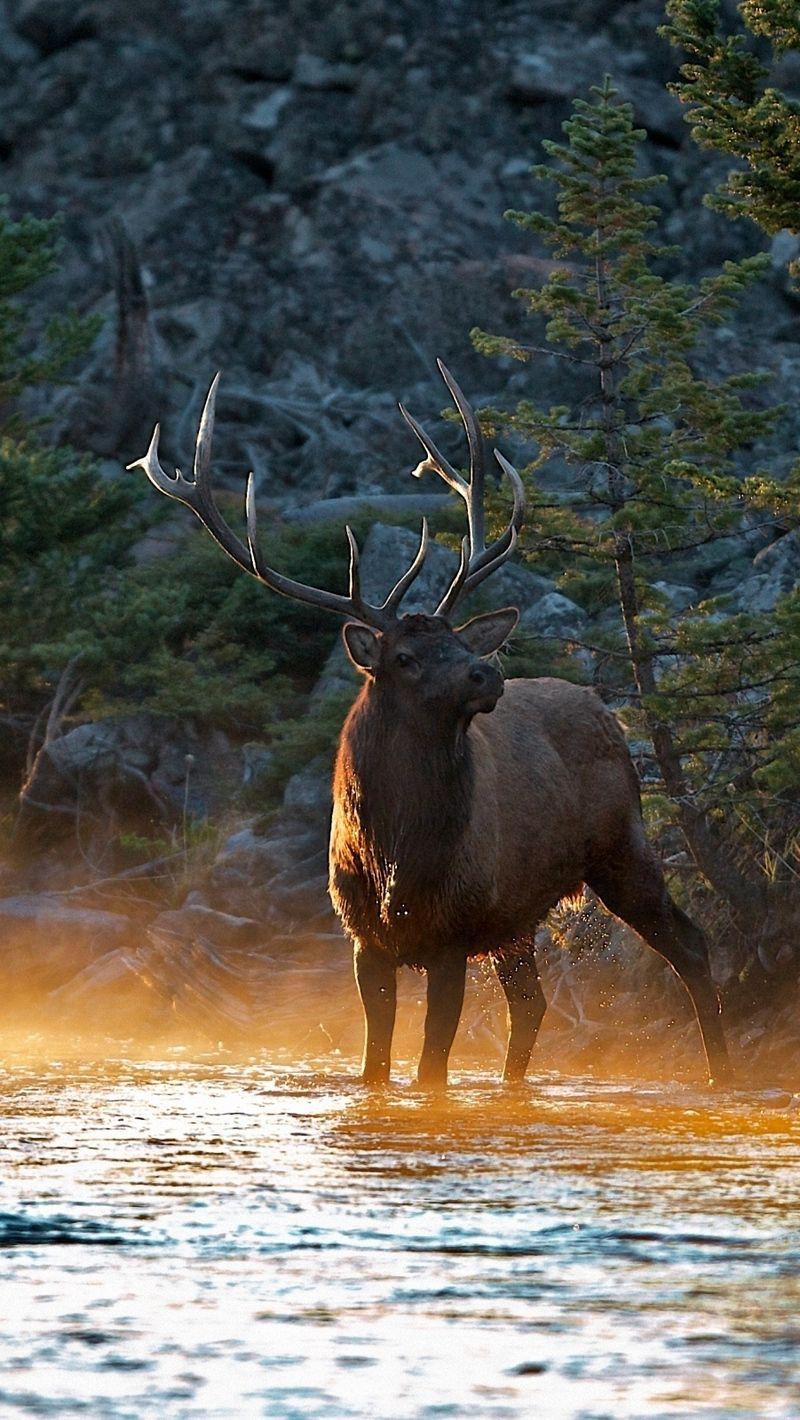 Cute Moose Wallpapers Wallpaper Cave