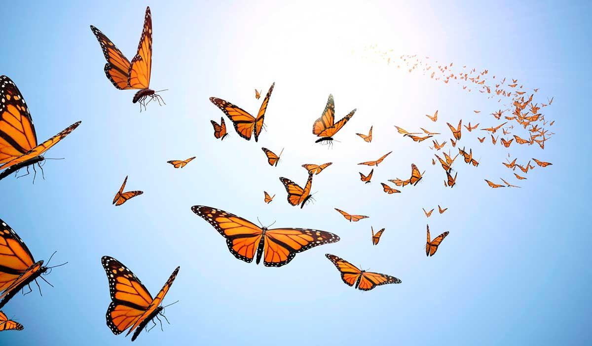 Butterfly Flying Wallpapers Wallpaper Cave