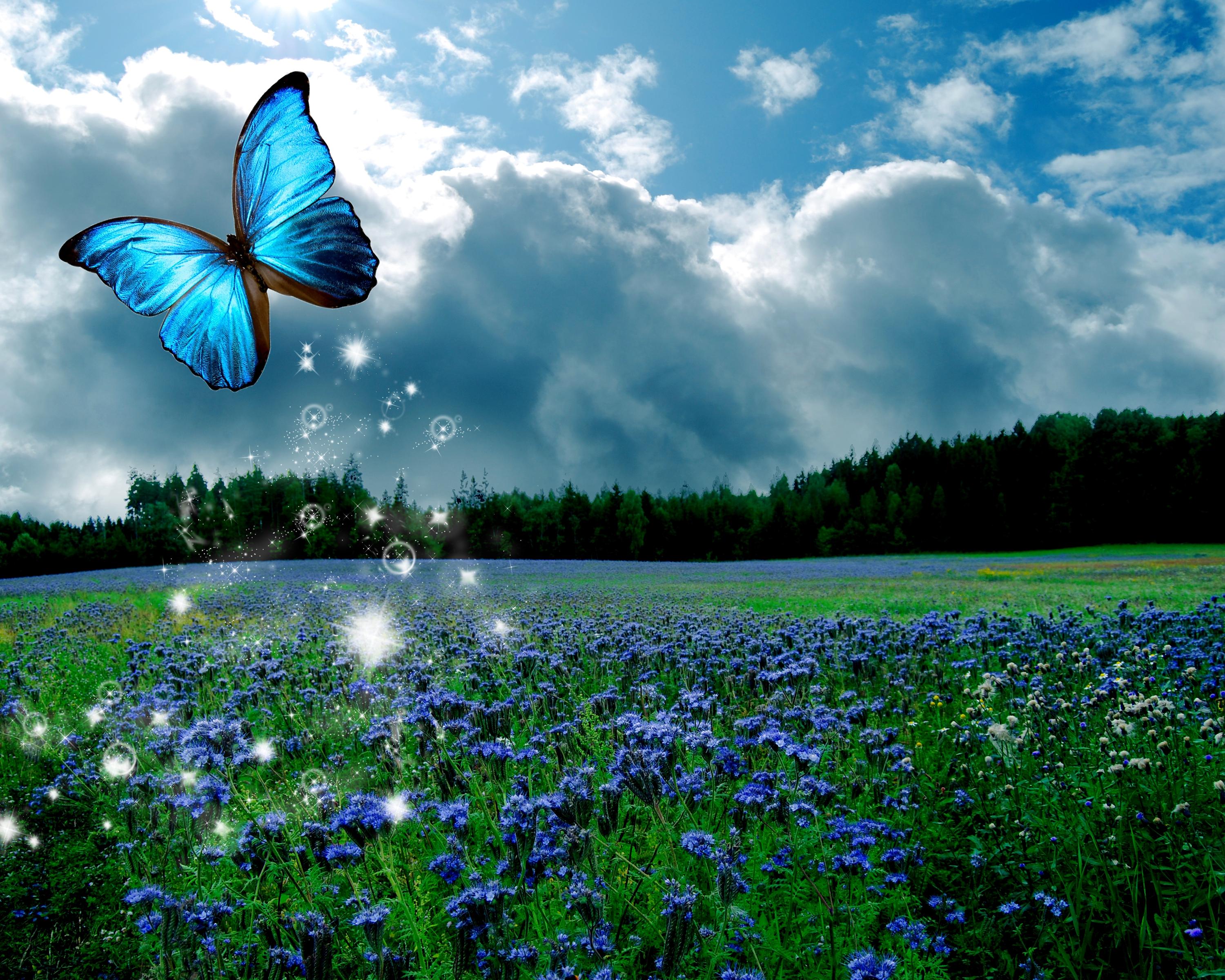 Butterfly Flying Wallpapers Wallpaper Cave