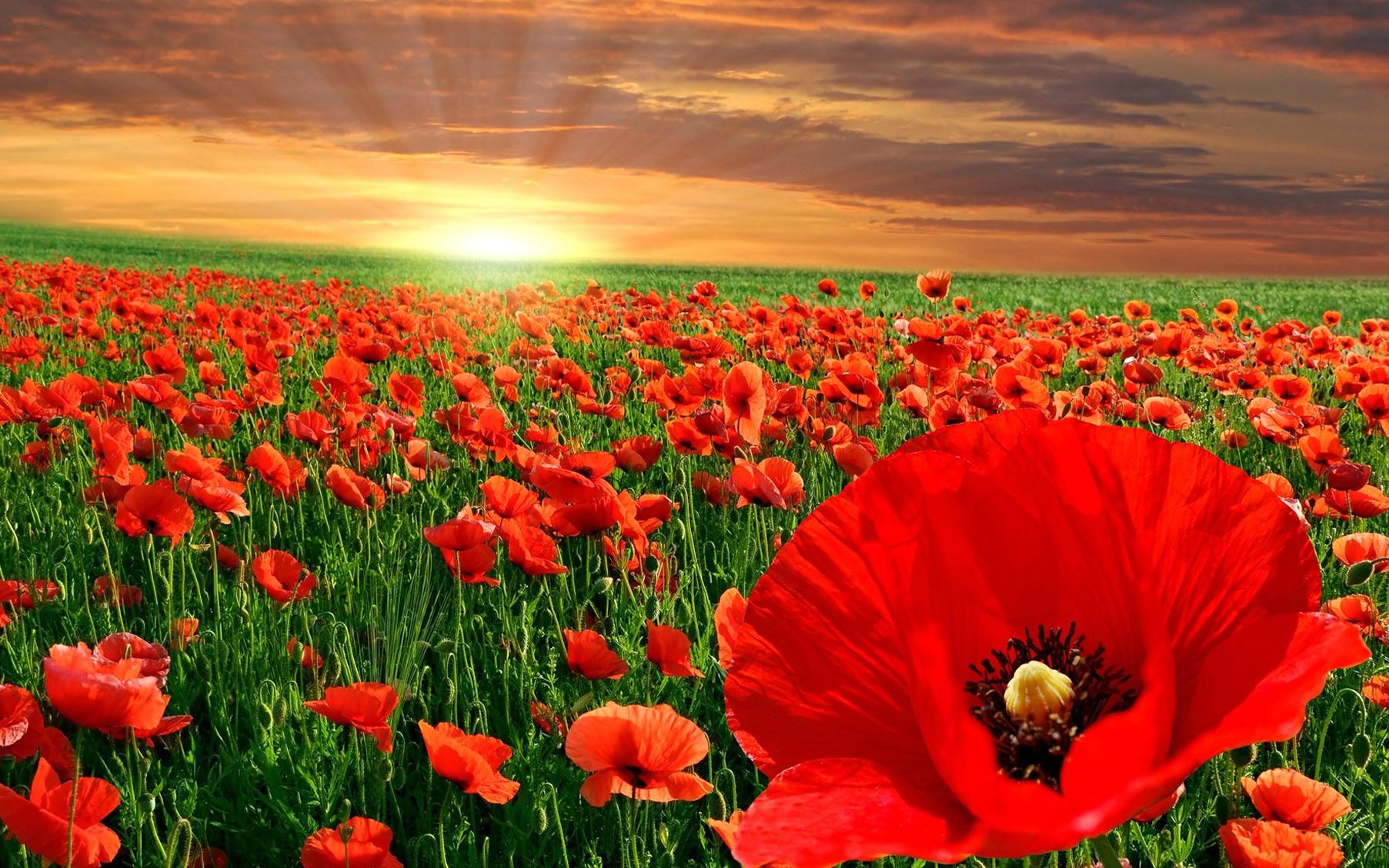 Poppy Field Wallpapers Wallpaper Cave