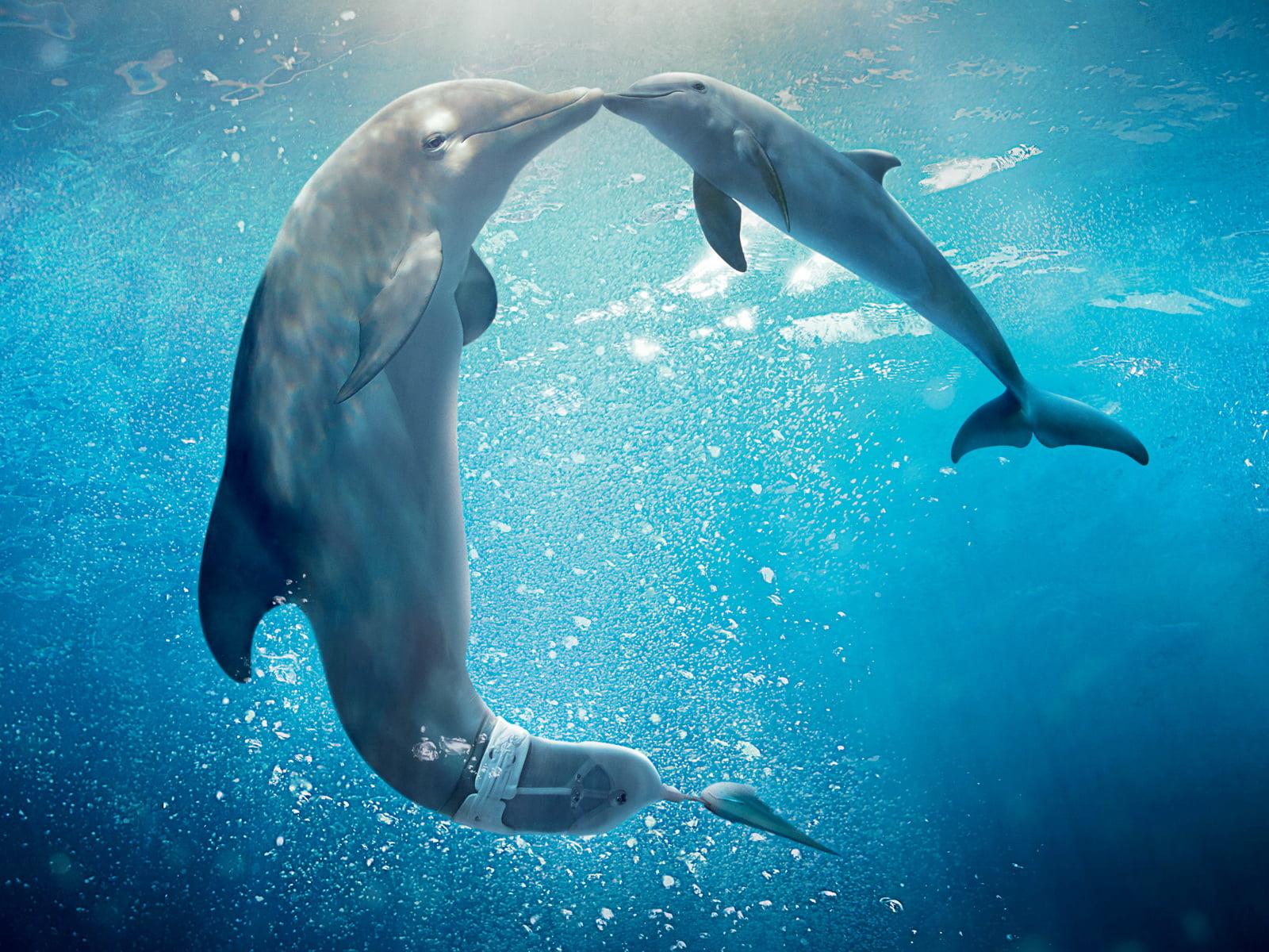 Dolphins Underwater Wallpapers Wallpaper Cave