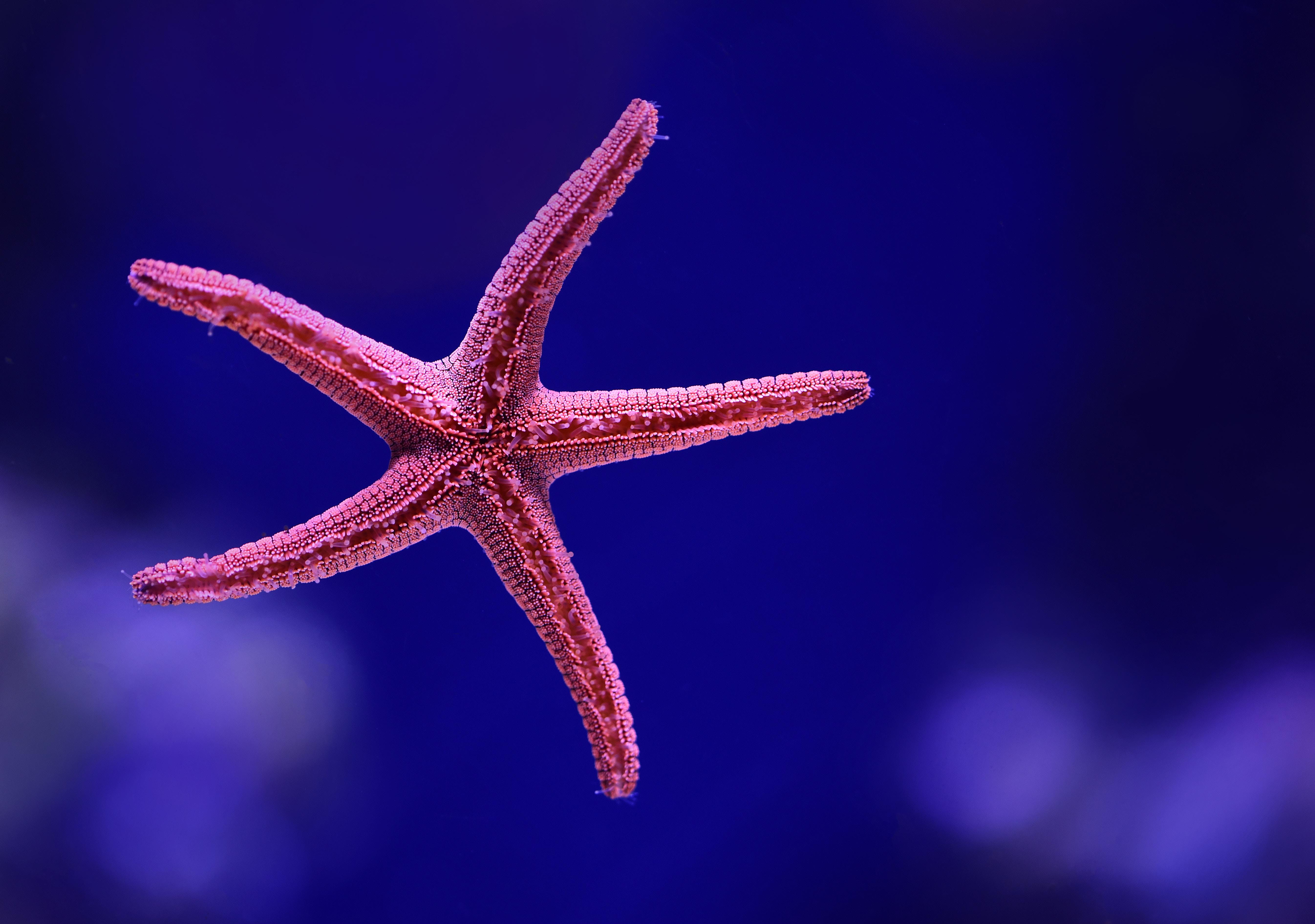Starfish Ocean Underwater Wallpapers Wallpaper Cave