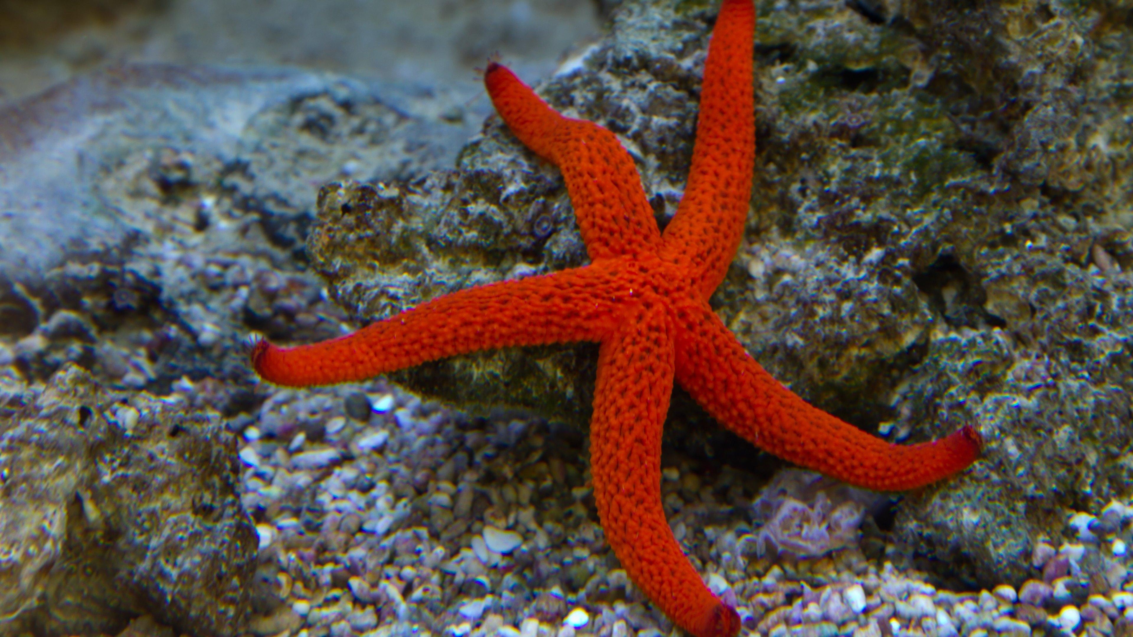 Starfish Ocean Underwater Wallpapers Wallpaper Cave