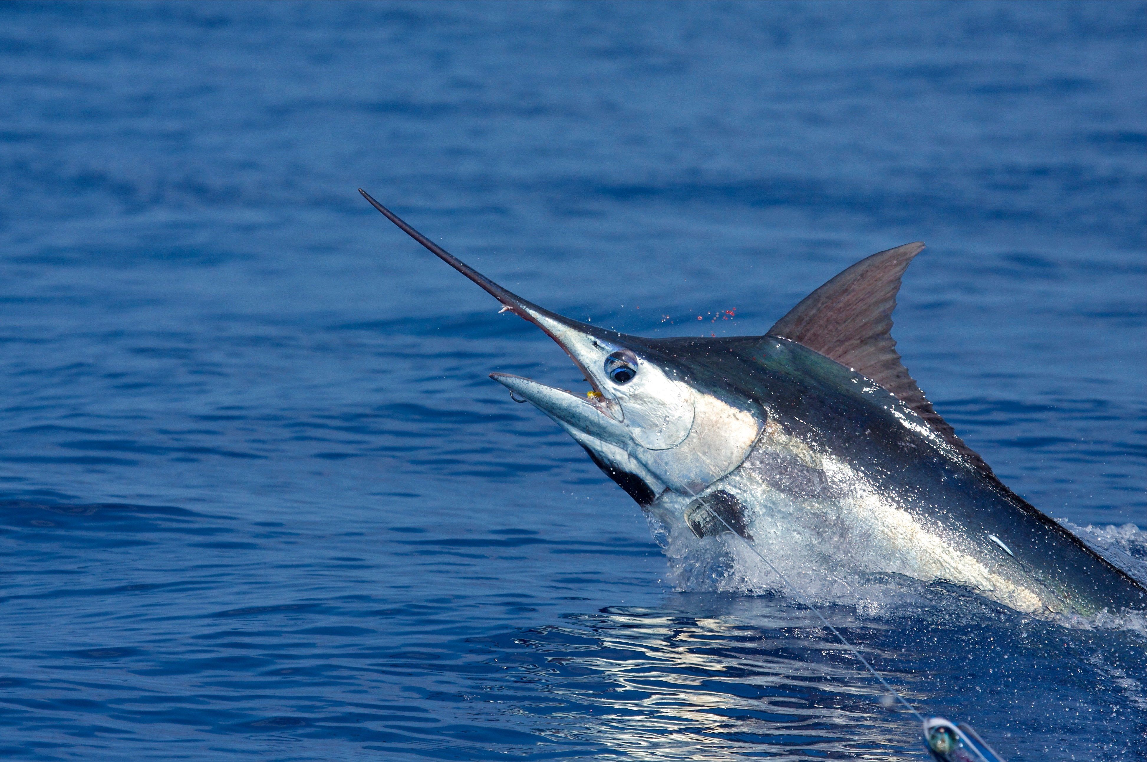 Sailfish Wallpapers Wallpaper Cave