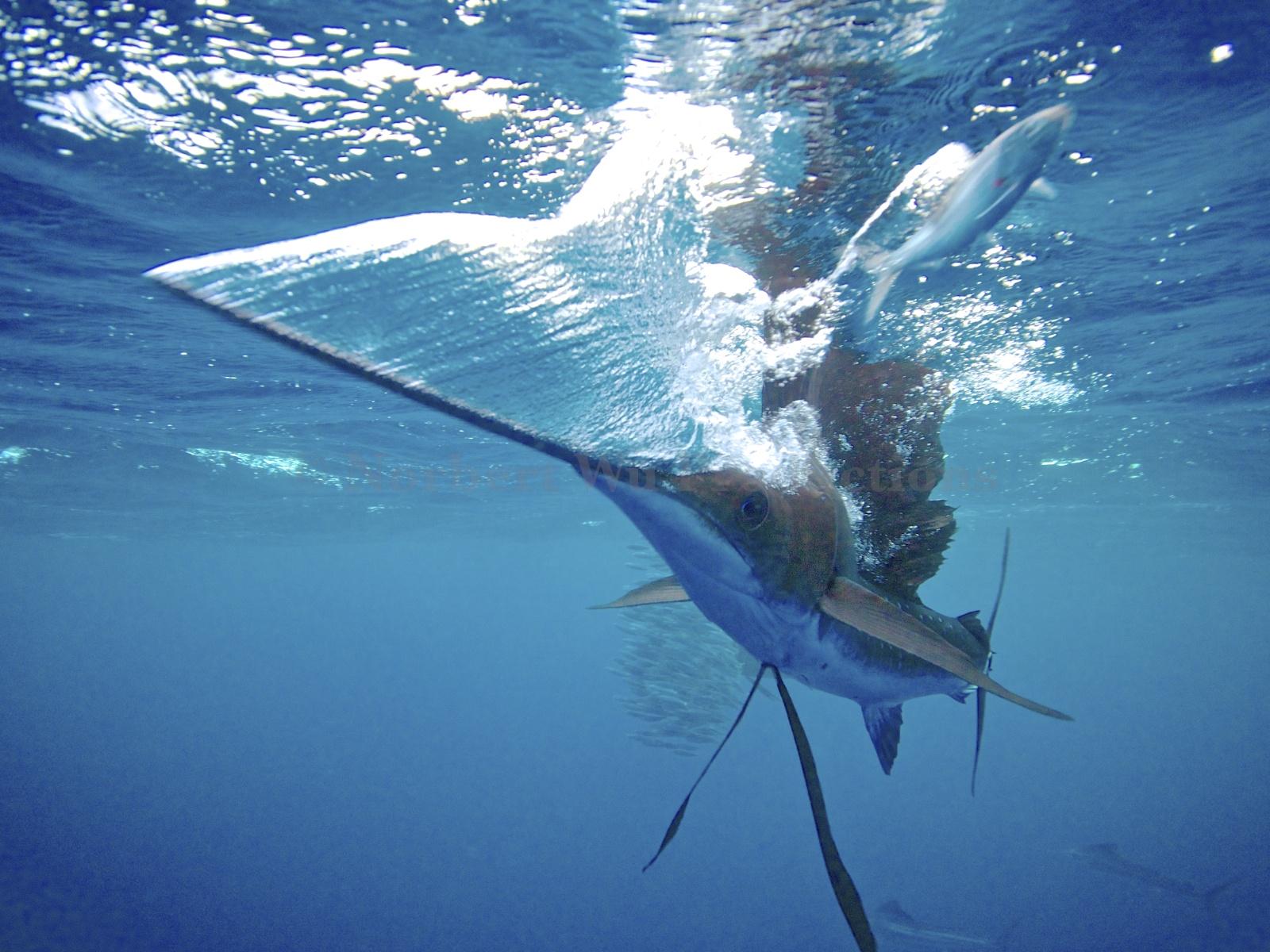 Sailfish Wallpapers Wallpaper Cave