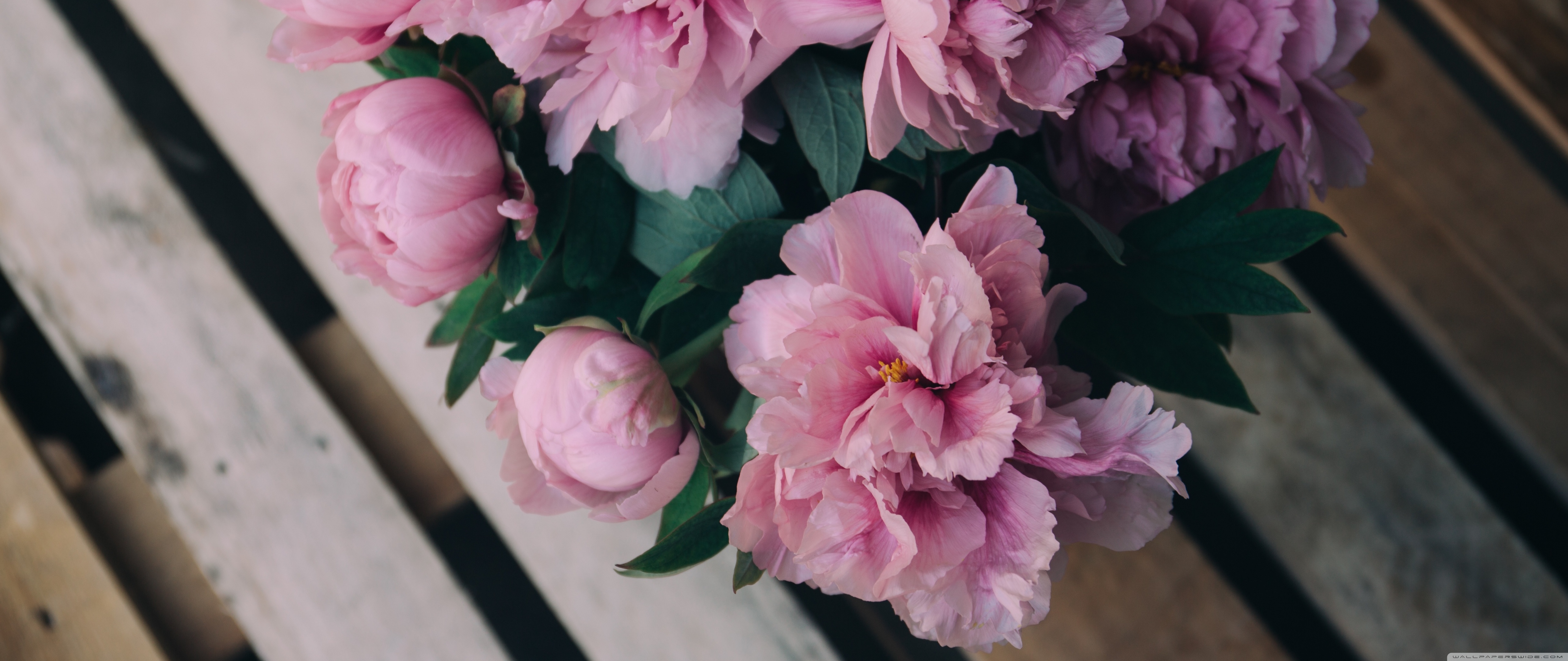 Pink Peonies Flowers Wallpapers Wallpaper Cave