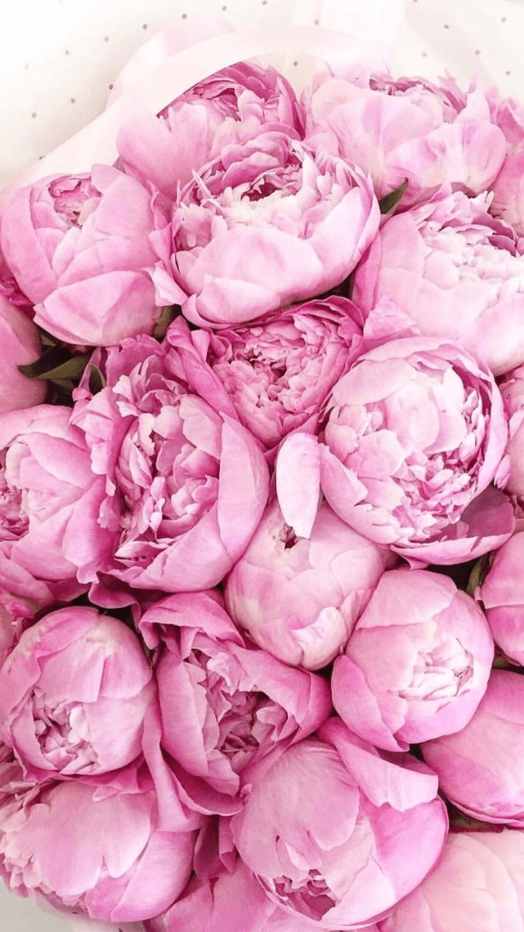 Pink Peonies Flowers Wallpapers Wallpaper Cave