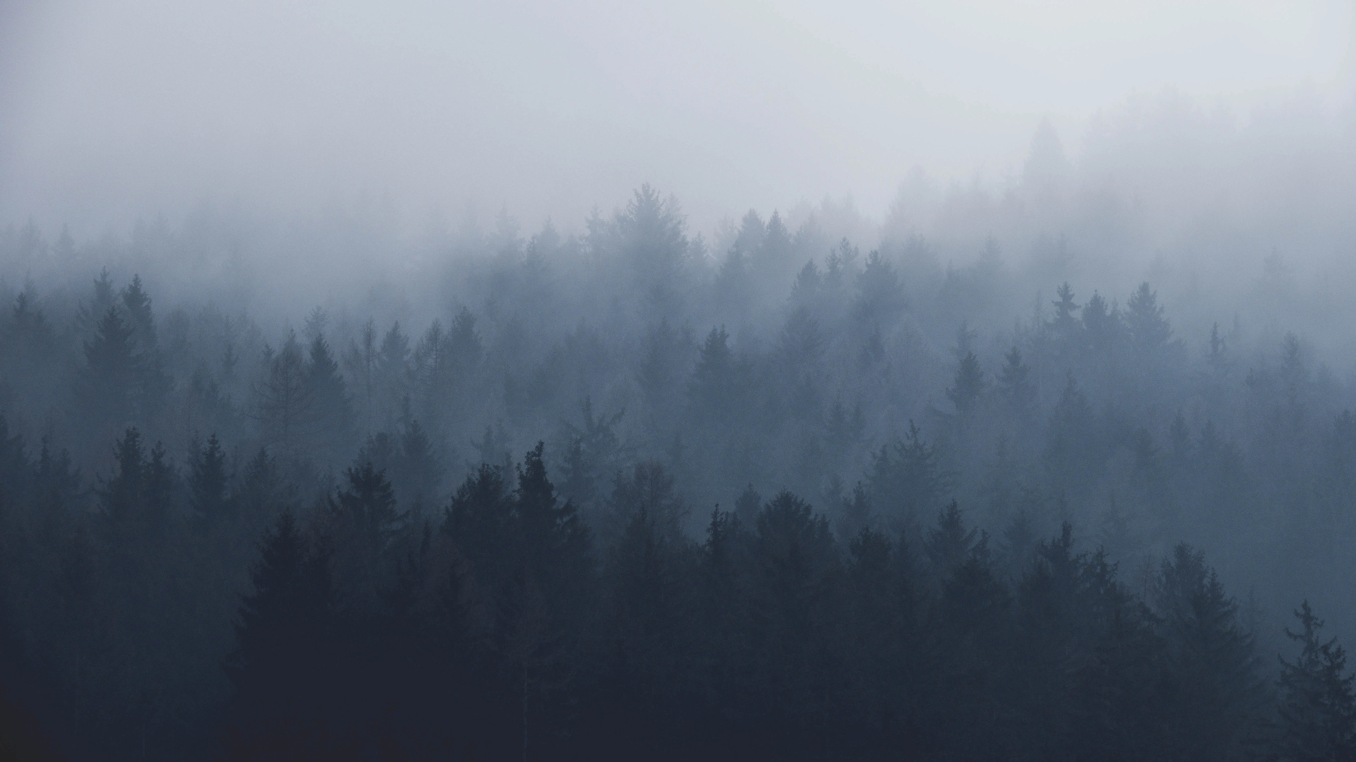 Misty Forest Wallpapers Wallpaper Cave