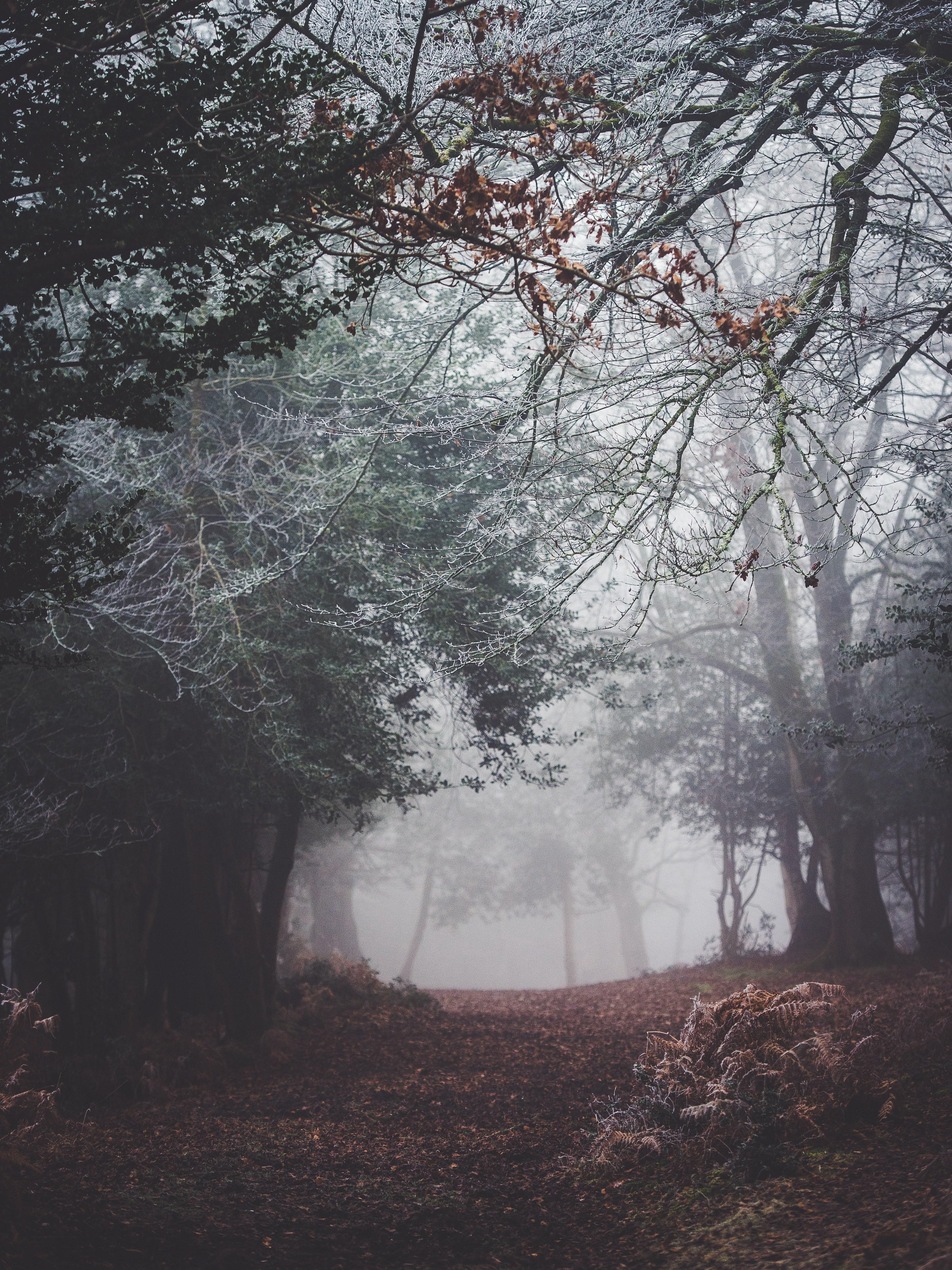 Misty Forest Wallpapers Wallpaper Cave