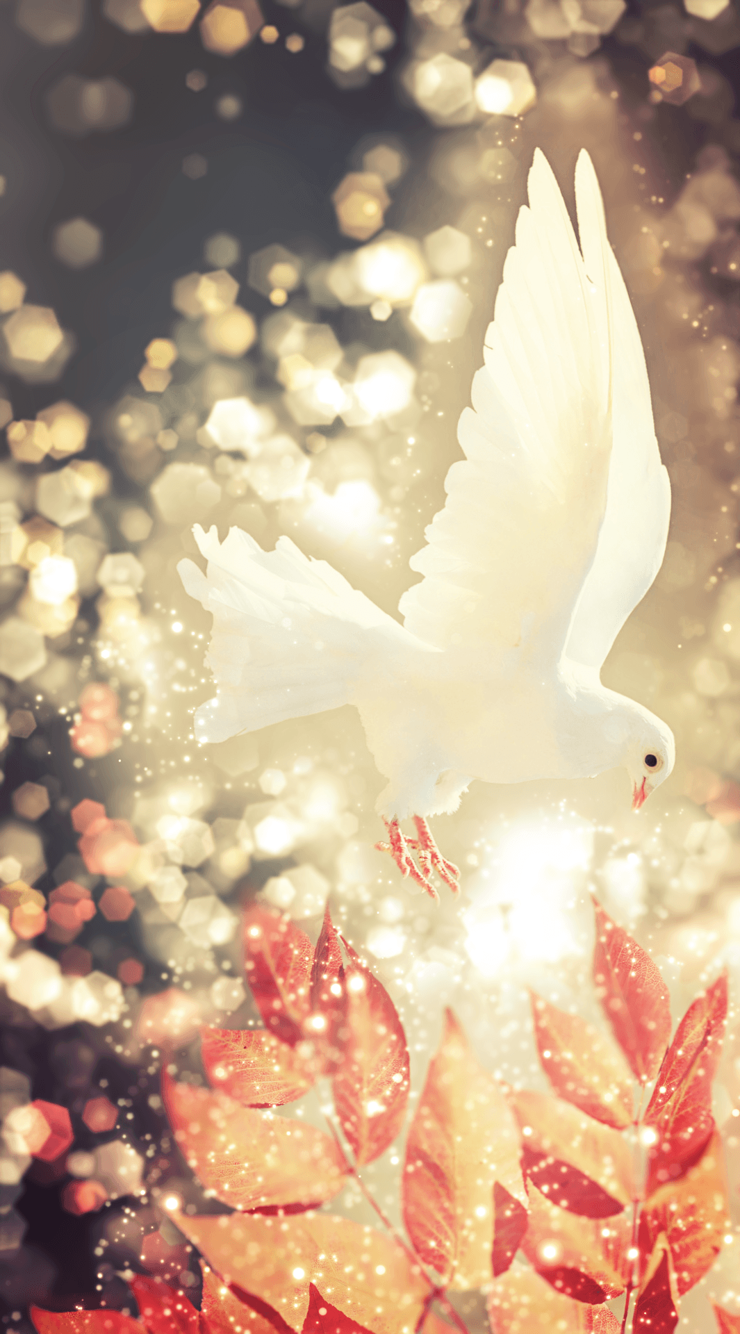 White Dove HD Android Wallpapers Wallpaper Cave
