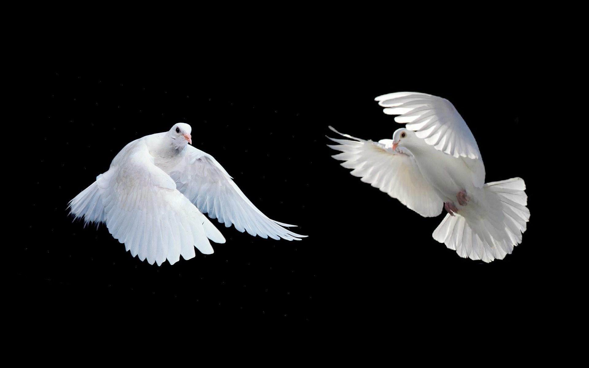 White Doves Wallpapers Wallpaper Cave