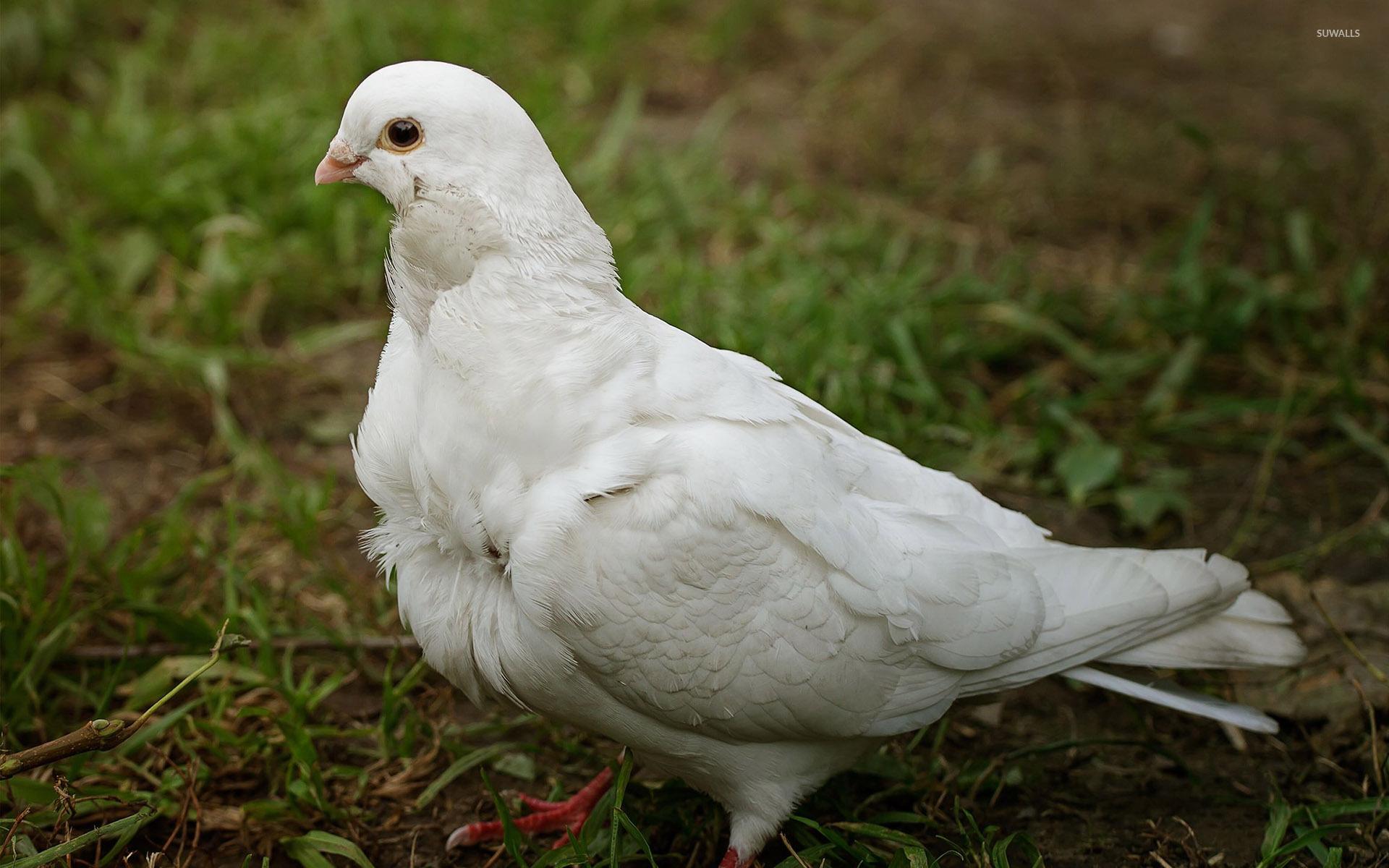 White Doves Wallpapers Wallpaper Cave