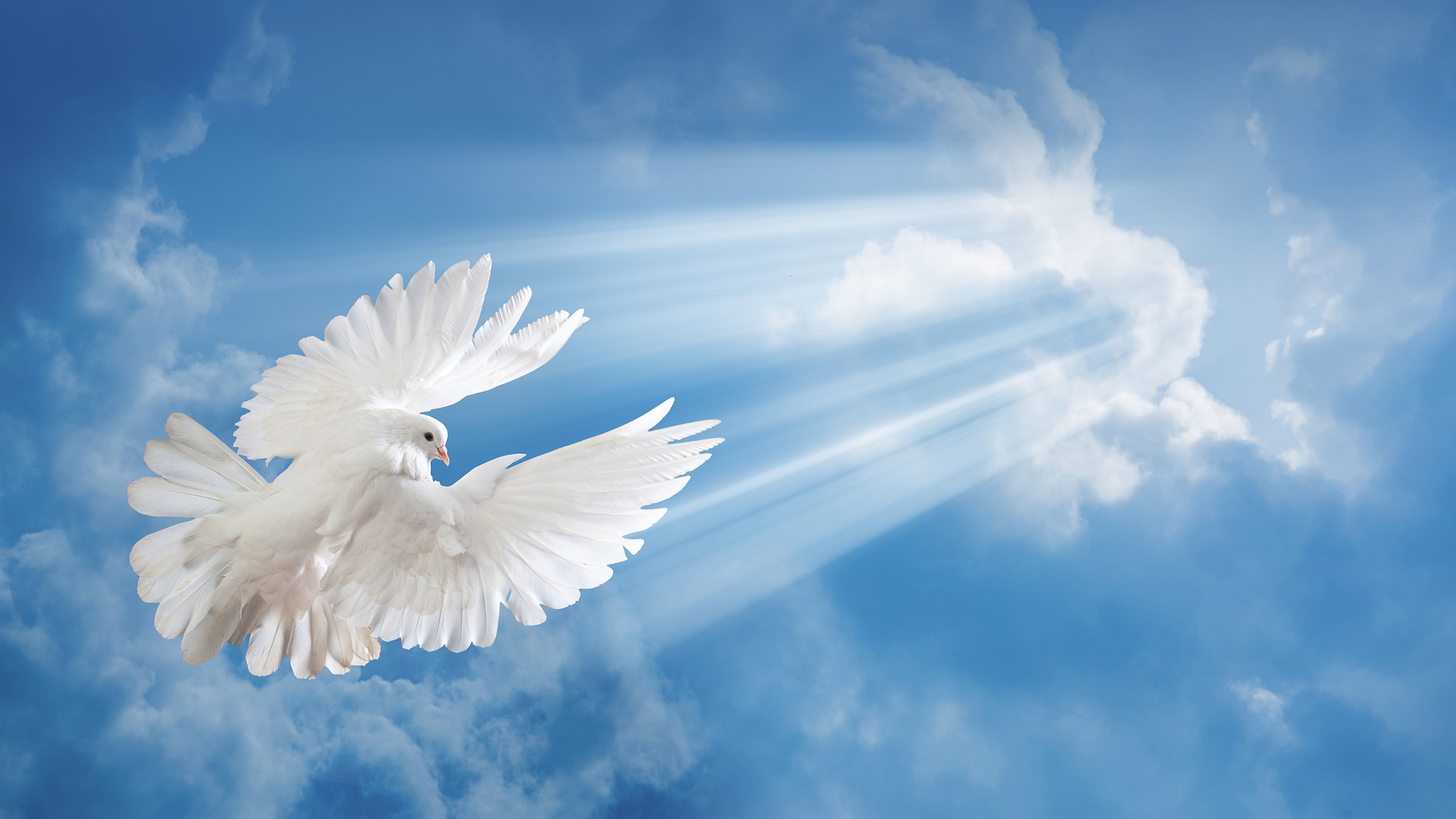 White Doves Wallpapers Wallpaper Cave