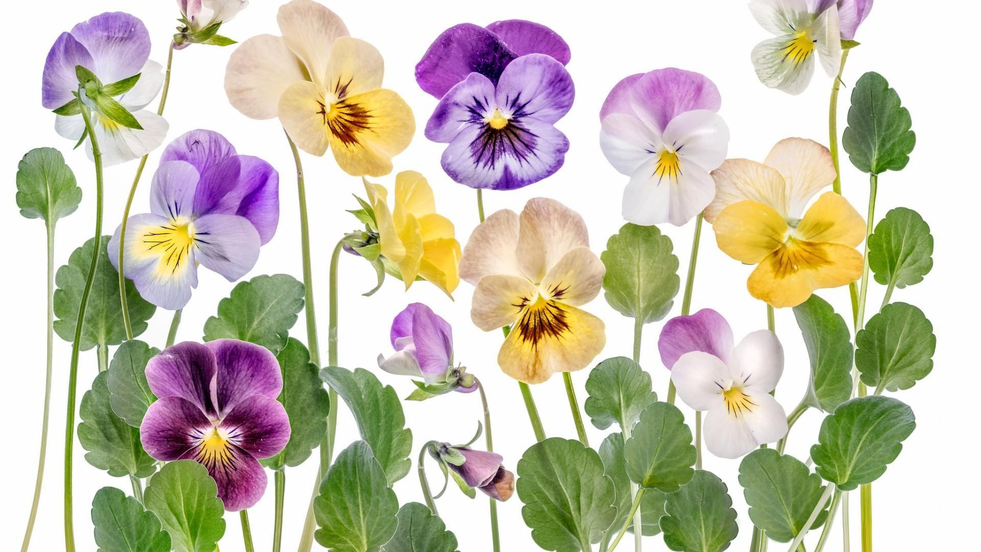 Pansy Flowers Wallpapers Wallpaper Cave