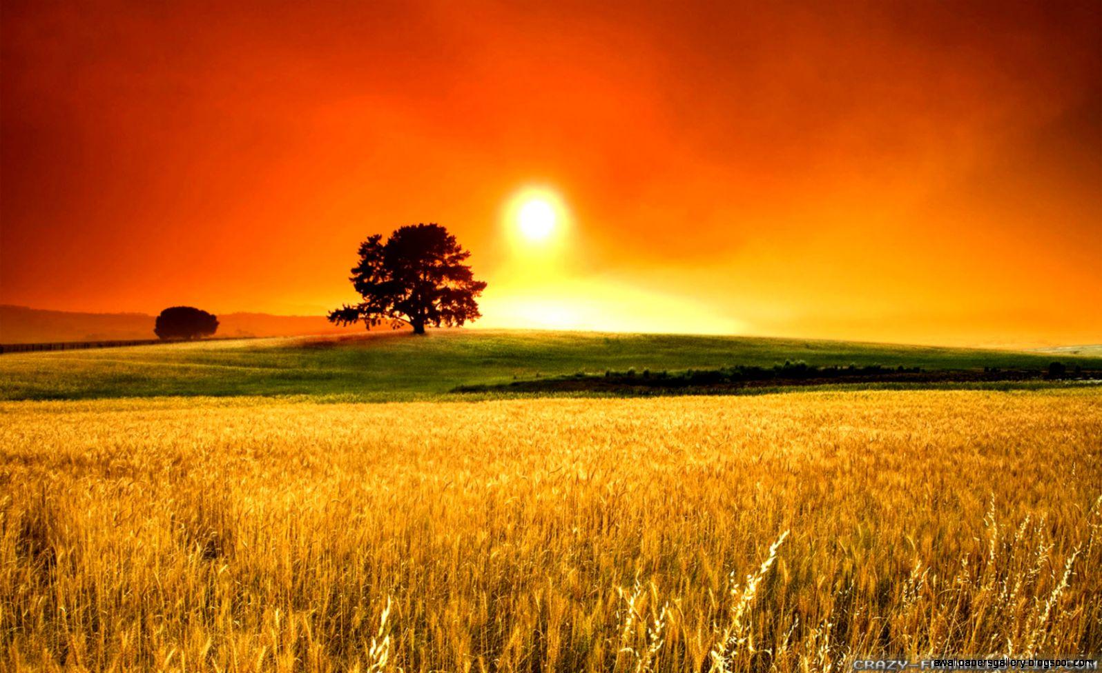 A Summer Day Wallpapers Wallpaper Cave