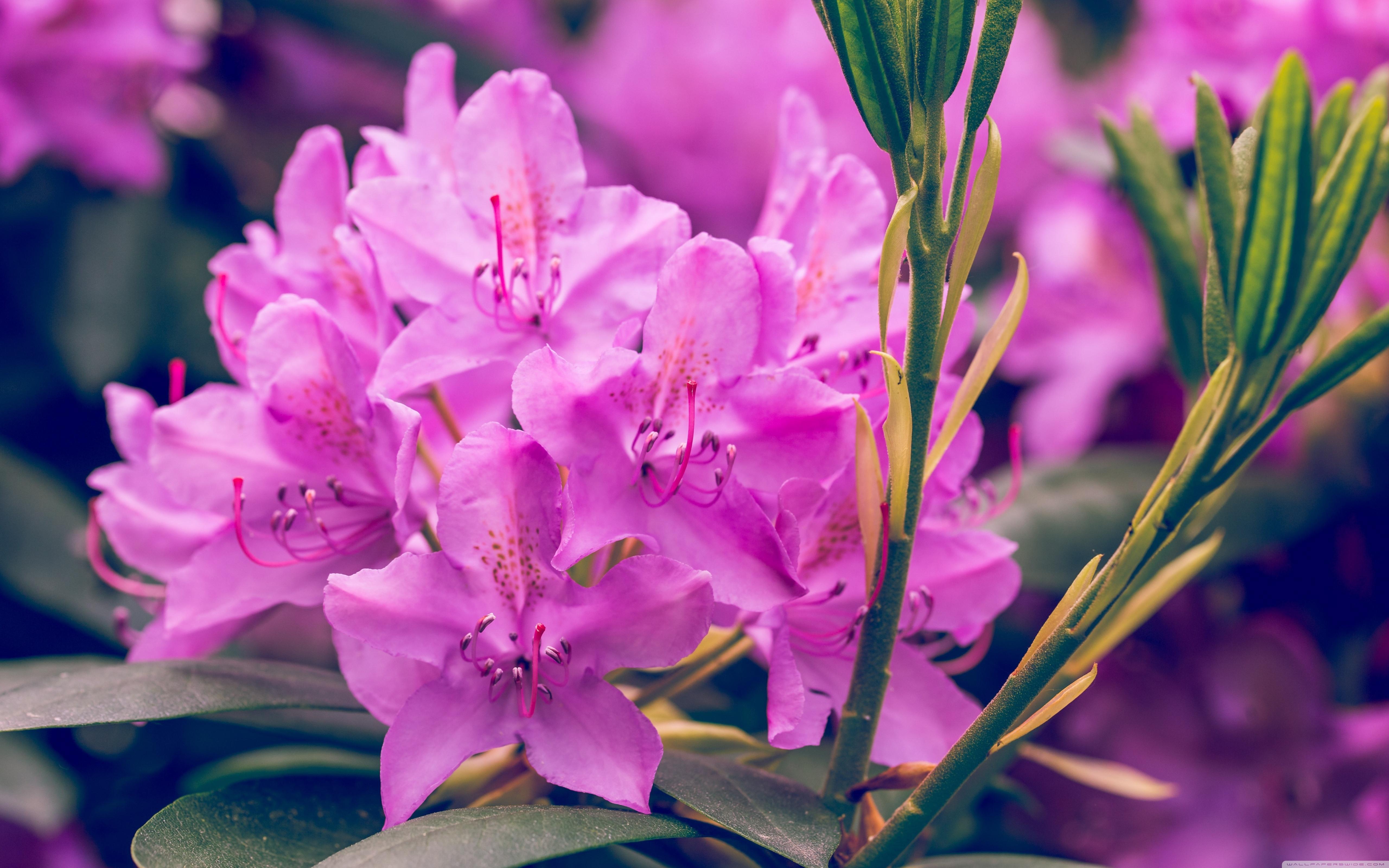 Rhododendron Flowers Wallpapers Wallpaper Cave