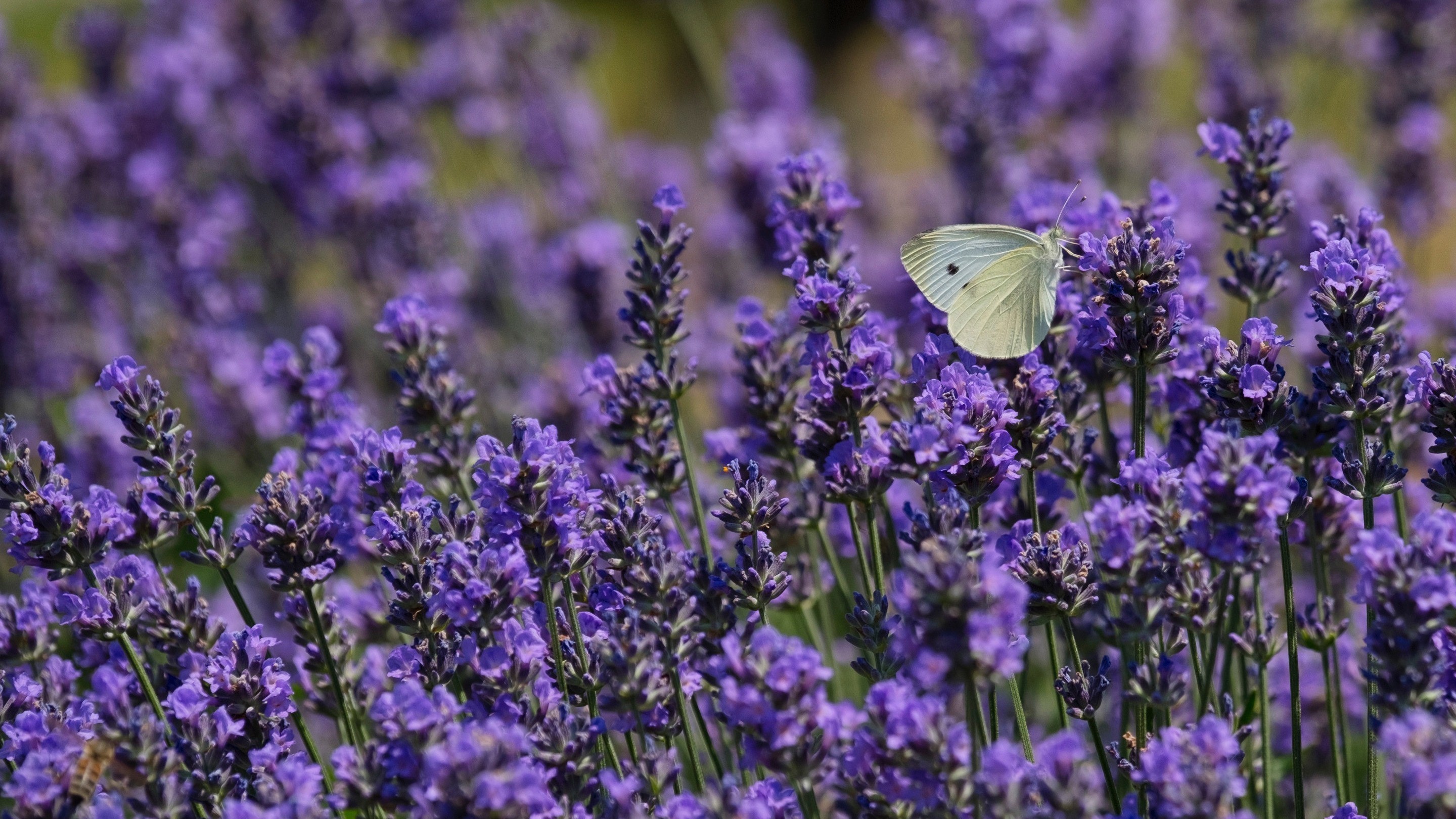 Lavender And Butterflies Wallpapers Wallpaper Cave