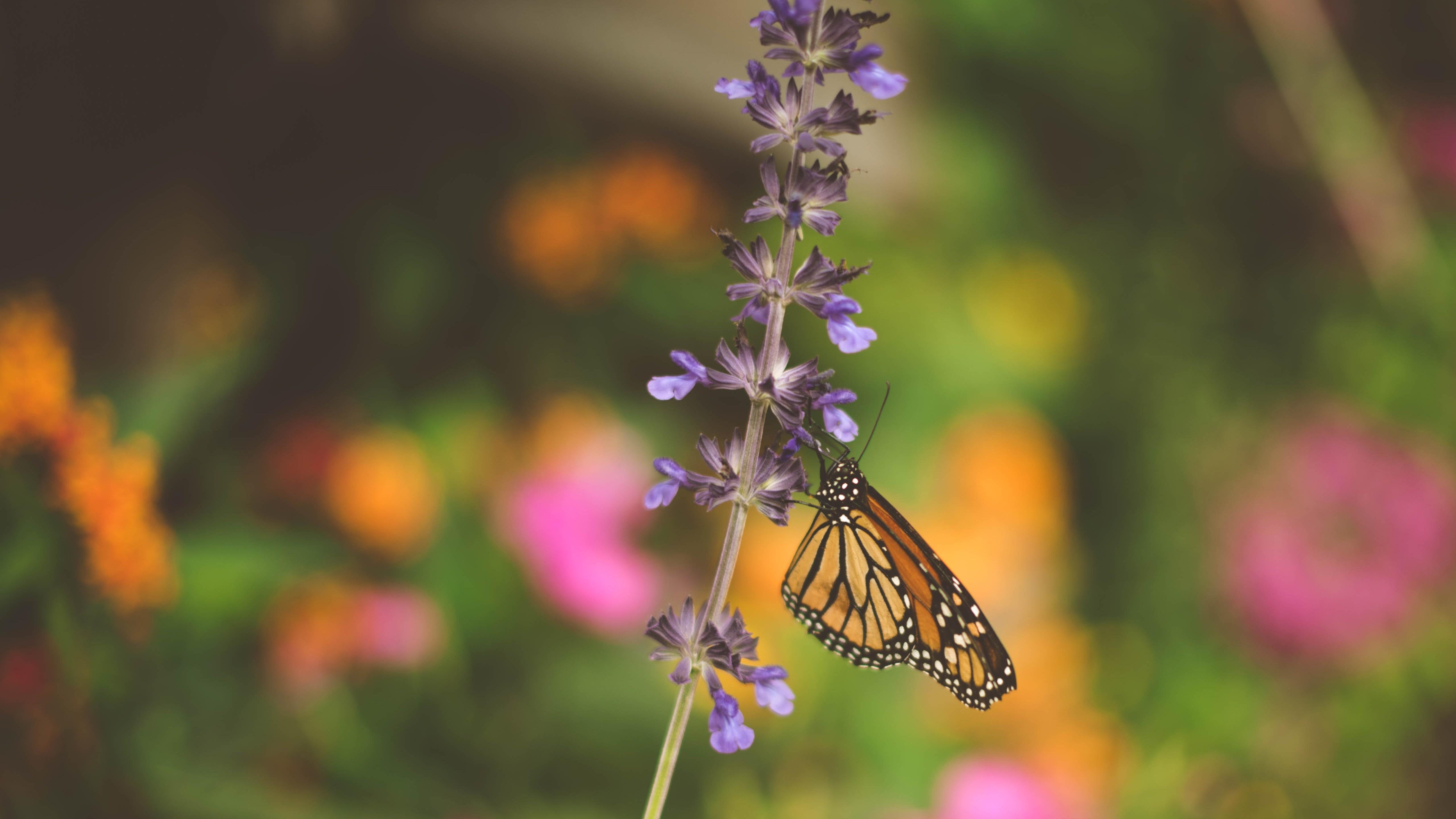 Lavender And Butterflies Wallpapers Wallpaper Cave