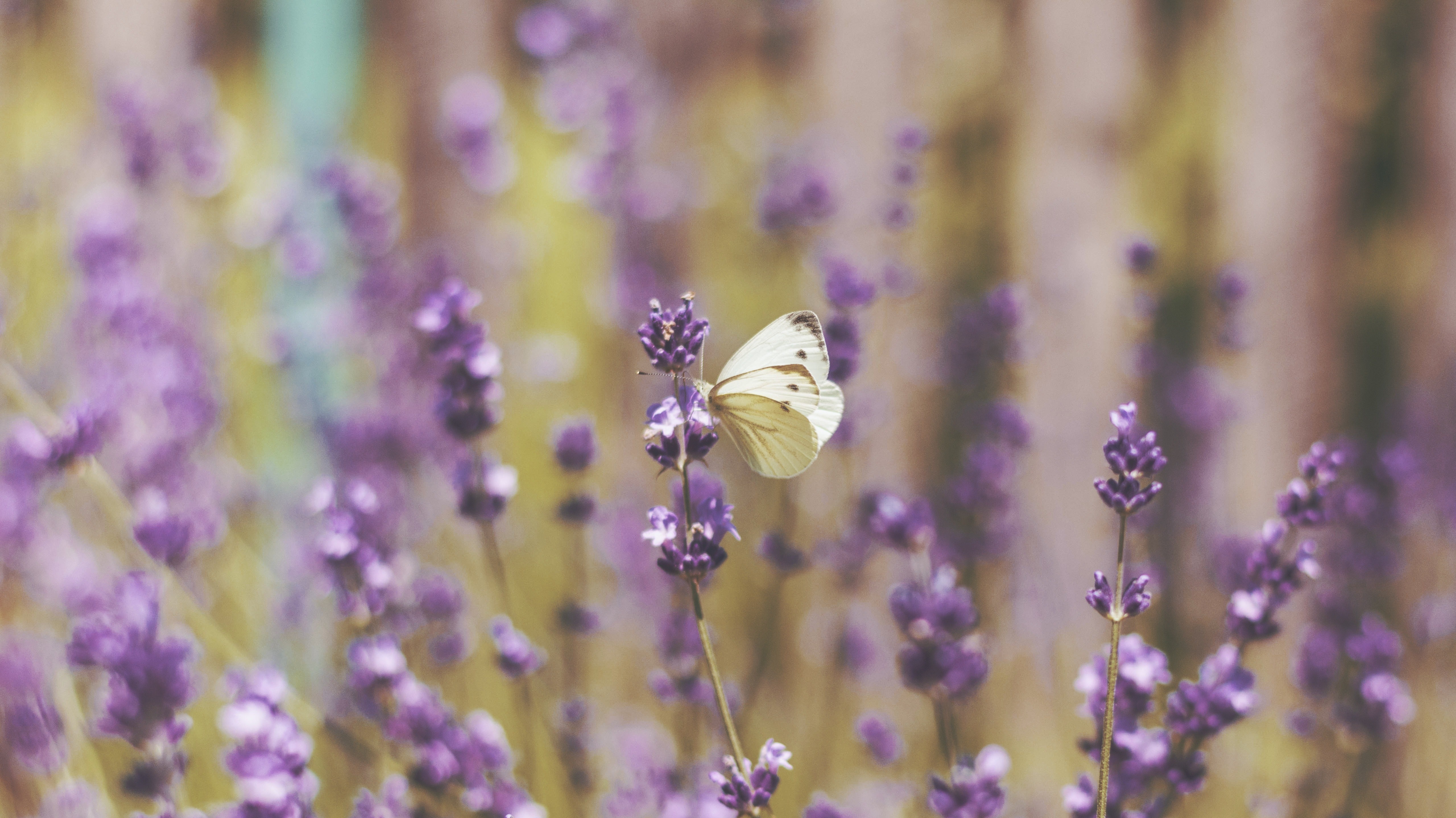 Lavender And Butterflies Wallpapers Wallpaper Cave