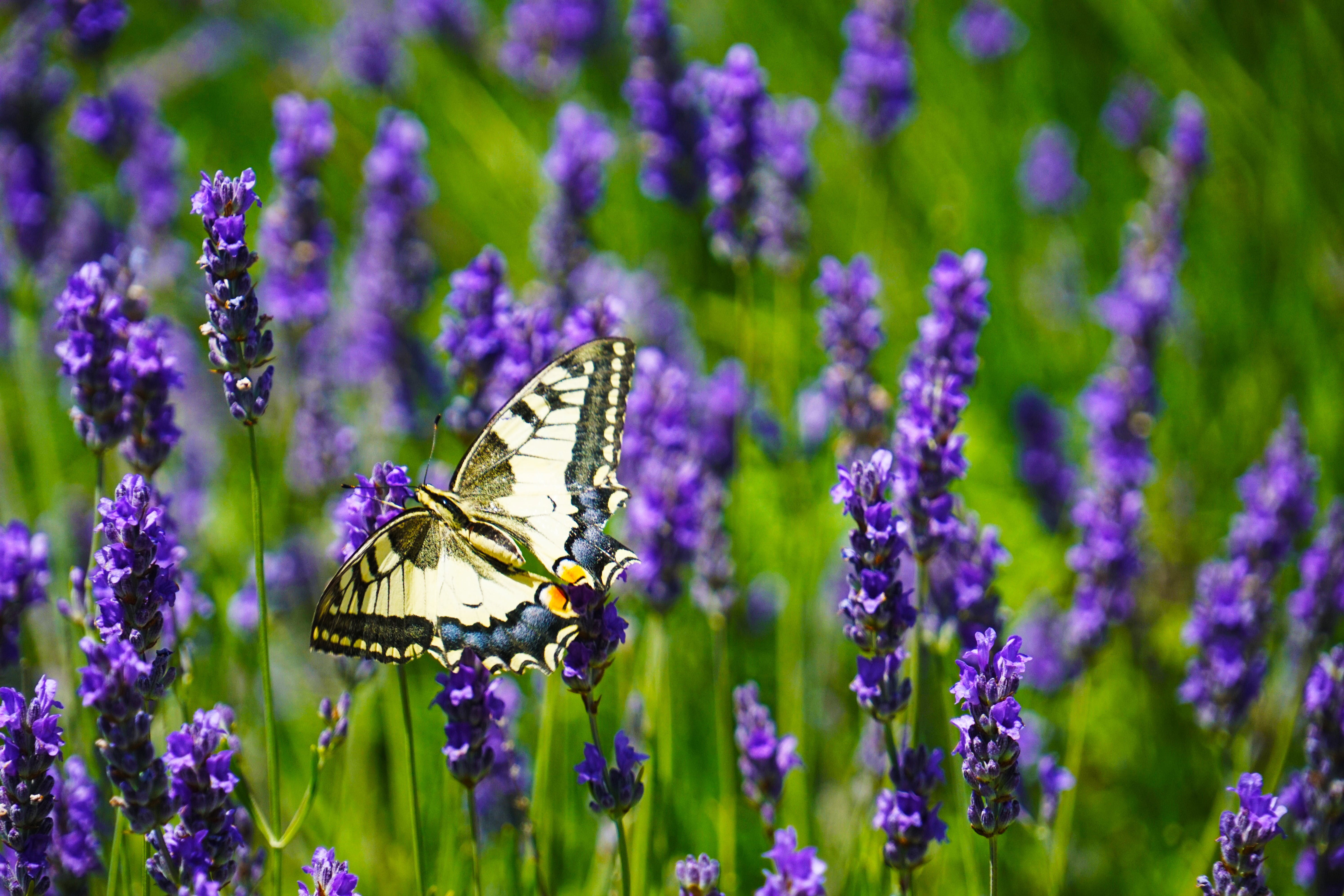 Lavender And Butterflies Wallpapers Wallpaper Cave