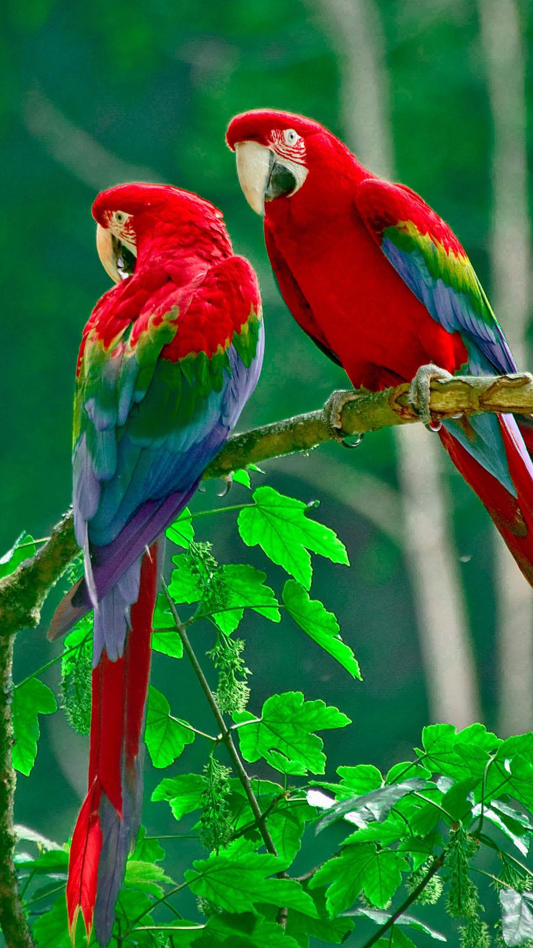 Parrot Wallpaper 3d