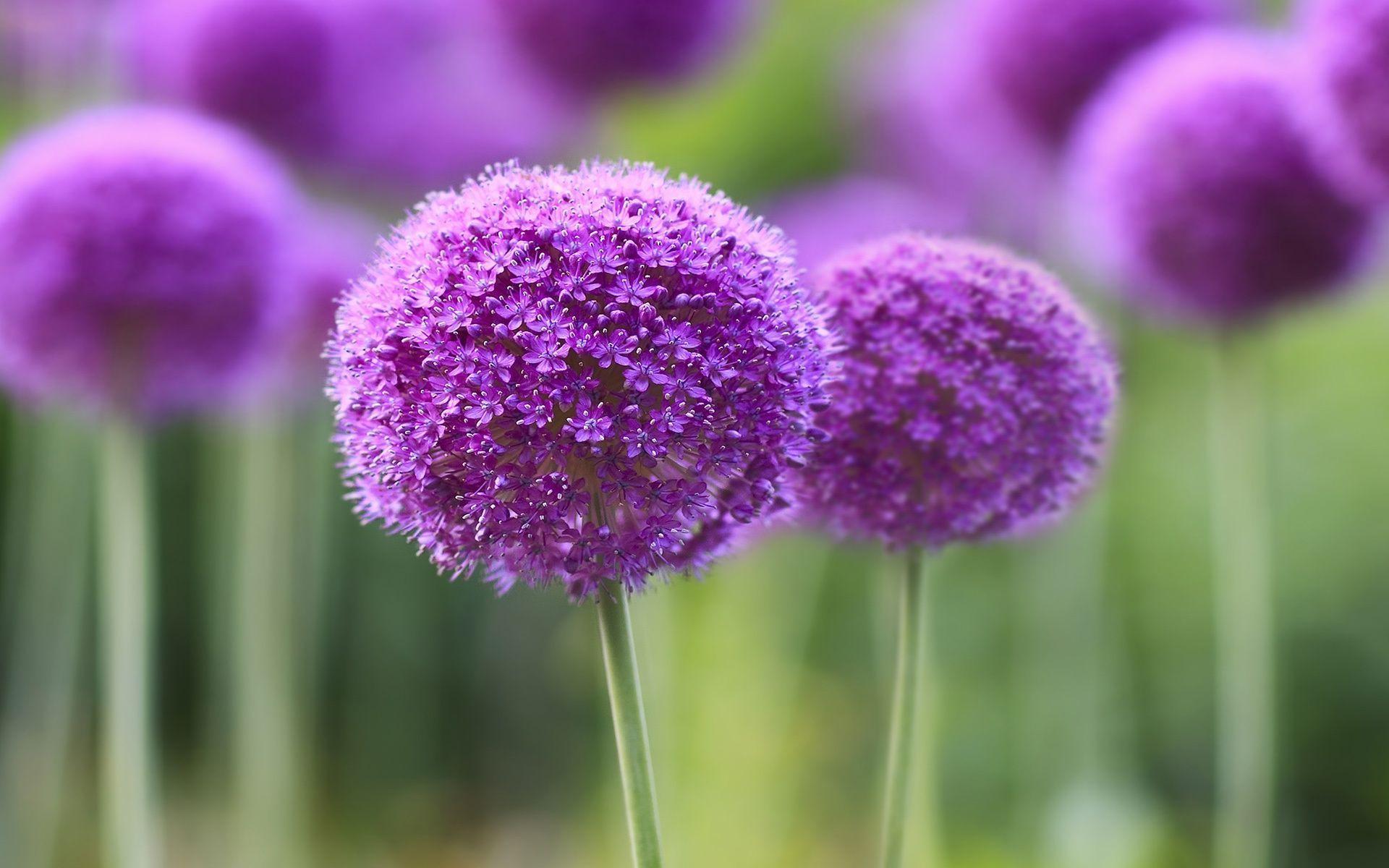 Allium Flowers Wallpapers Wallpaper Cave