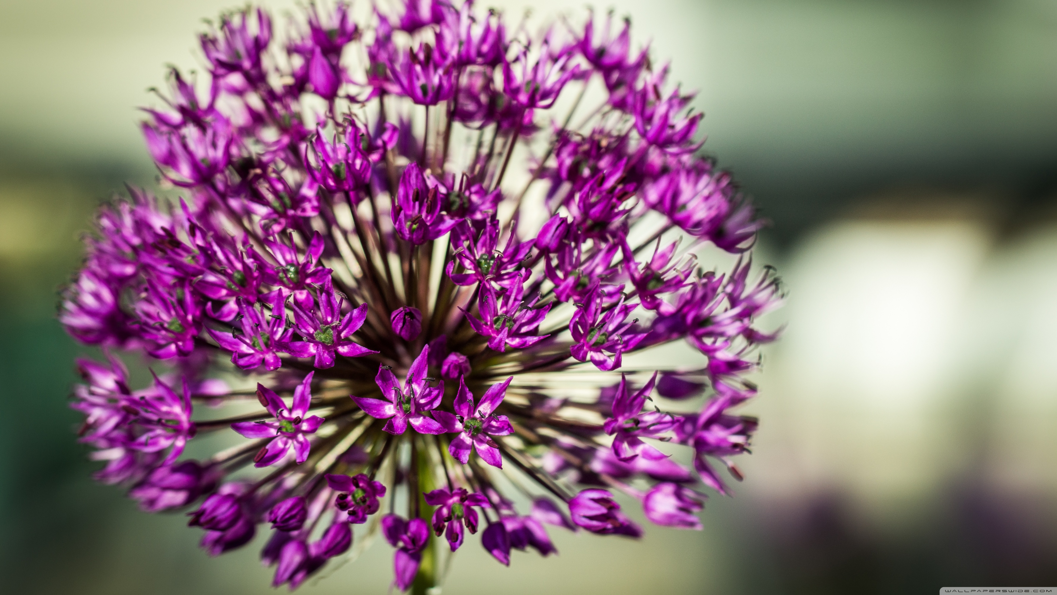 Allium Flowers Wallpapers Wallpaper Cave
