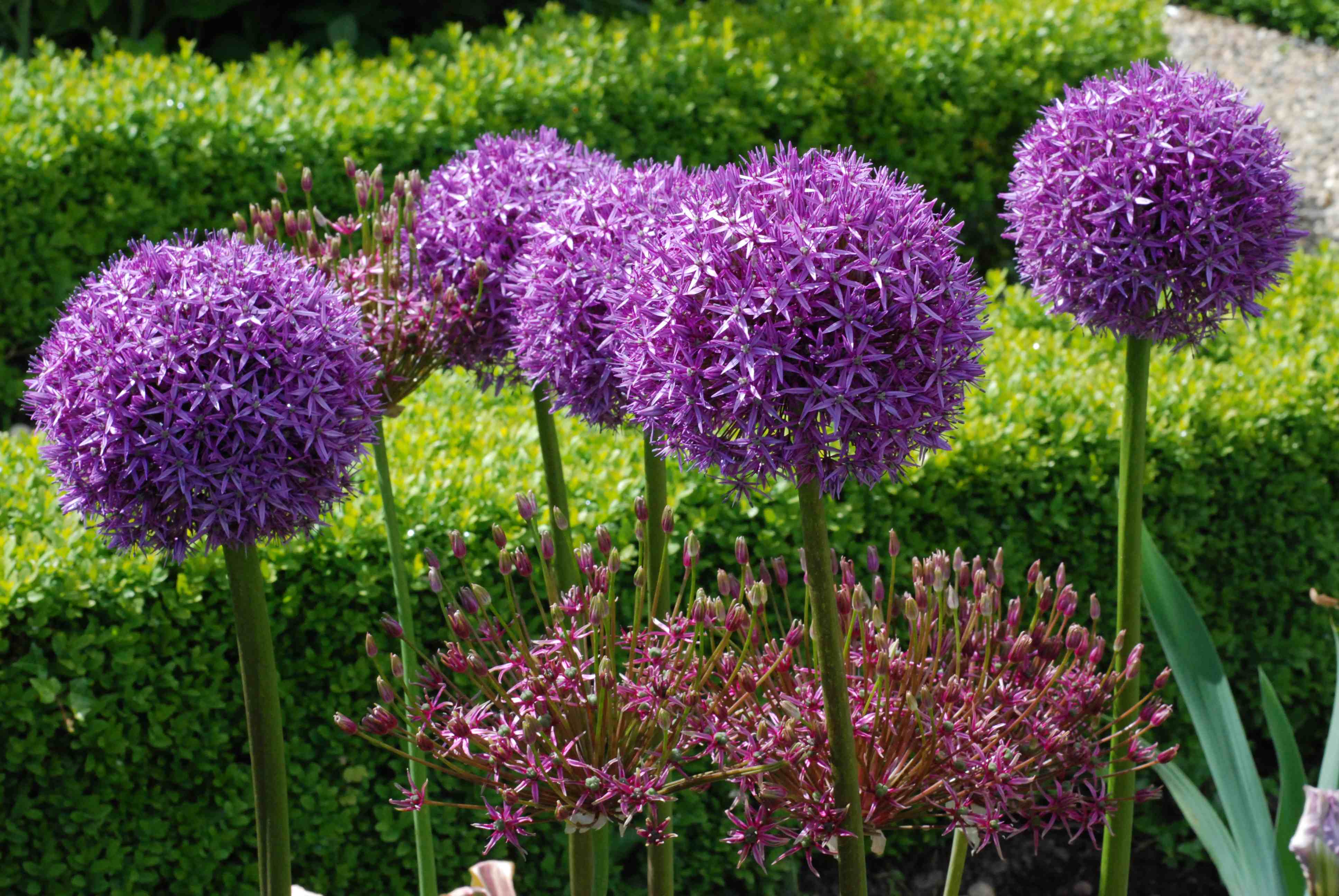 Allium Flower Garden Wallpapers Wallpaper Cave