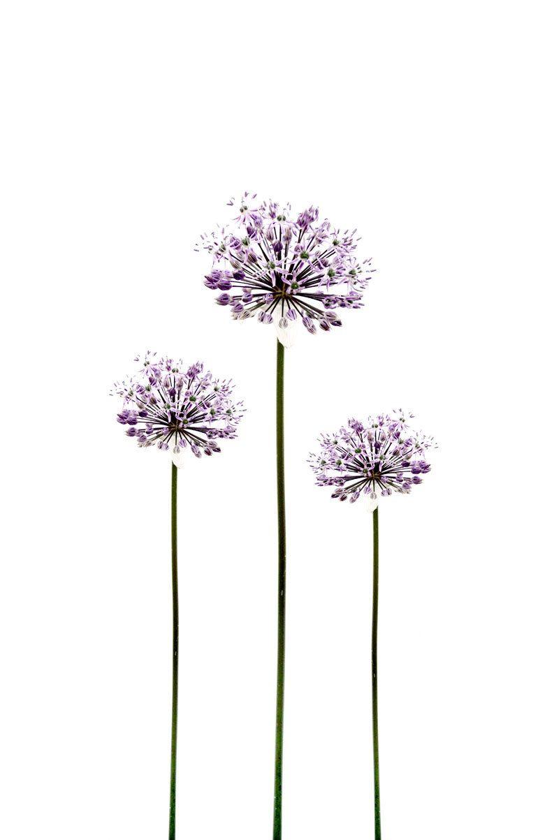 Allium Flower Garden Wallpapers Wallpaper Cave