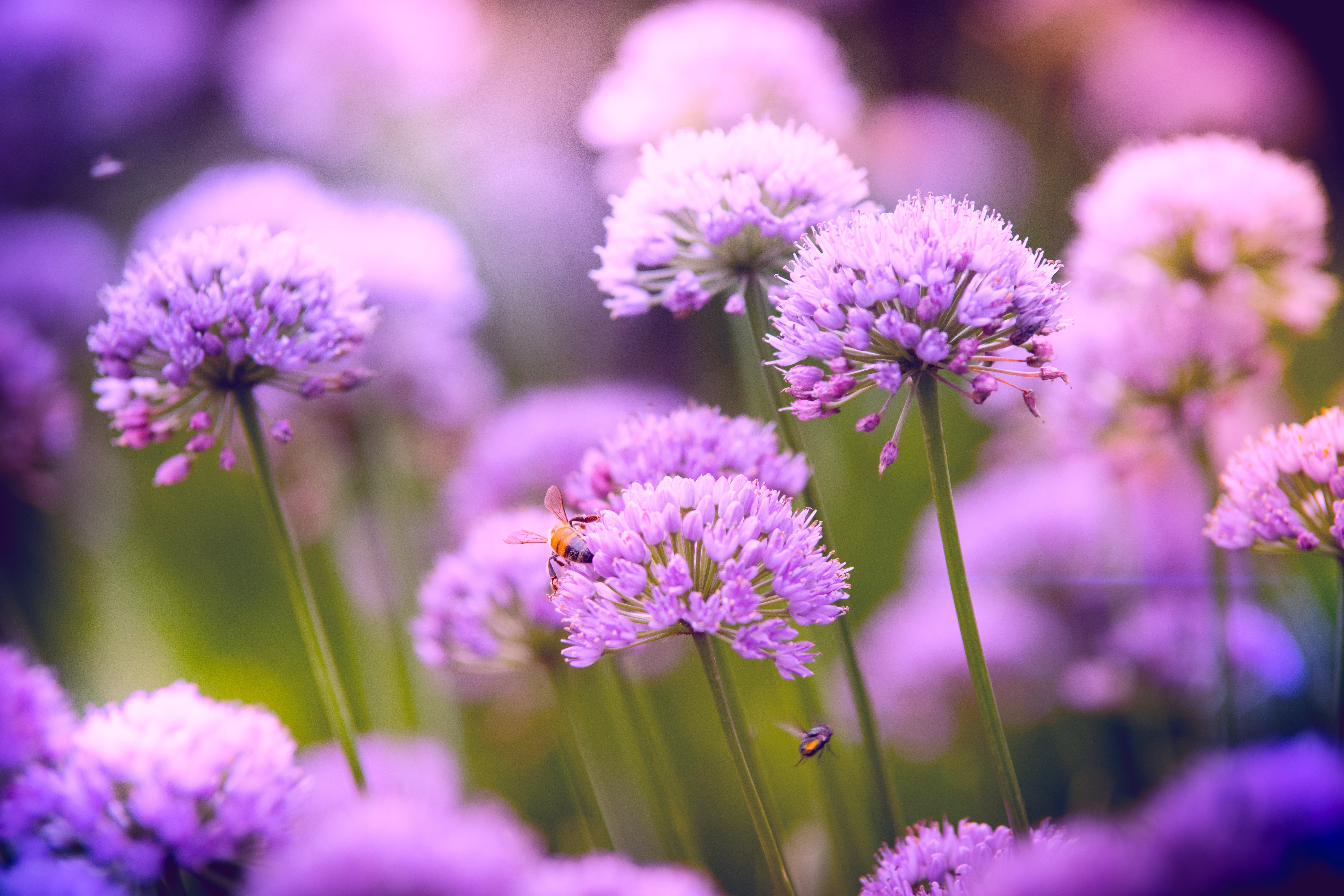 Allium Flowers Wallpapers Wallpaper Cave