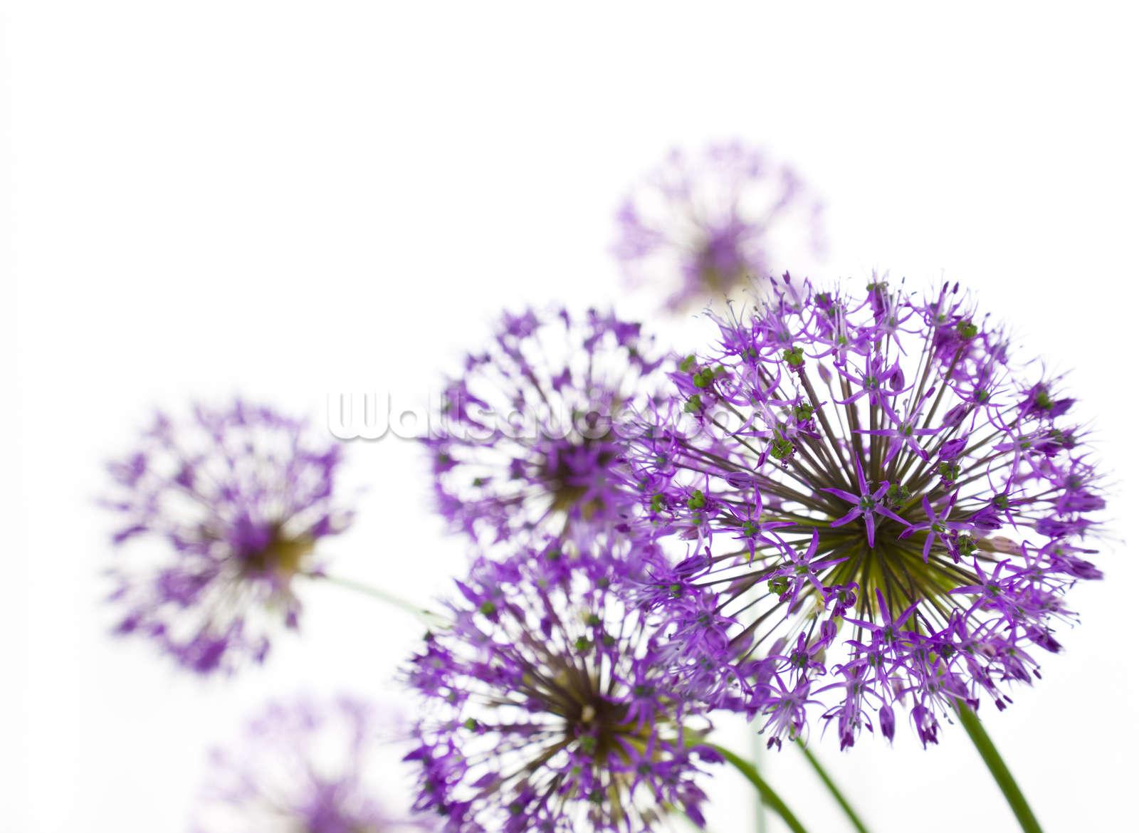 Allium Flowers Wallpapers Wallpaper Cave
