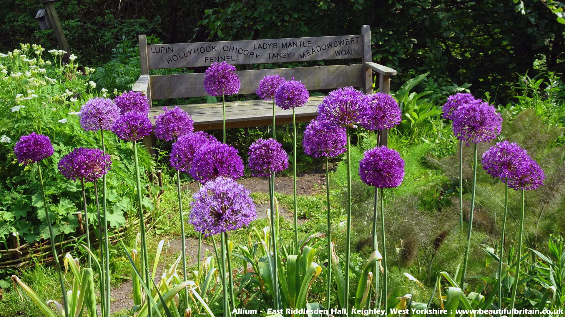 Allium Flower Garden Wallpapers Wallpaper Cave