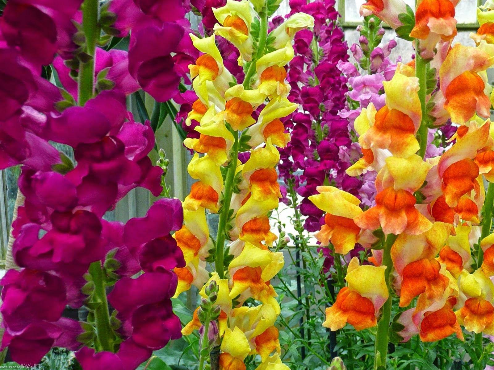 Violet Snapdragons Wallpapers Wallpaper Cave