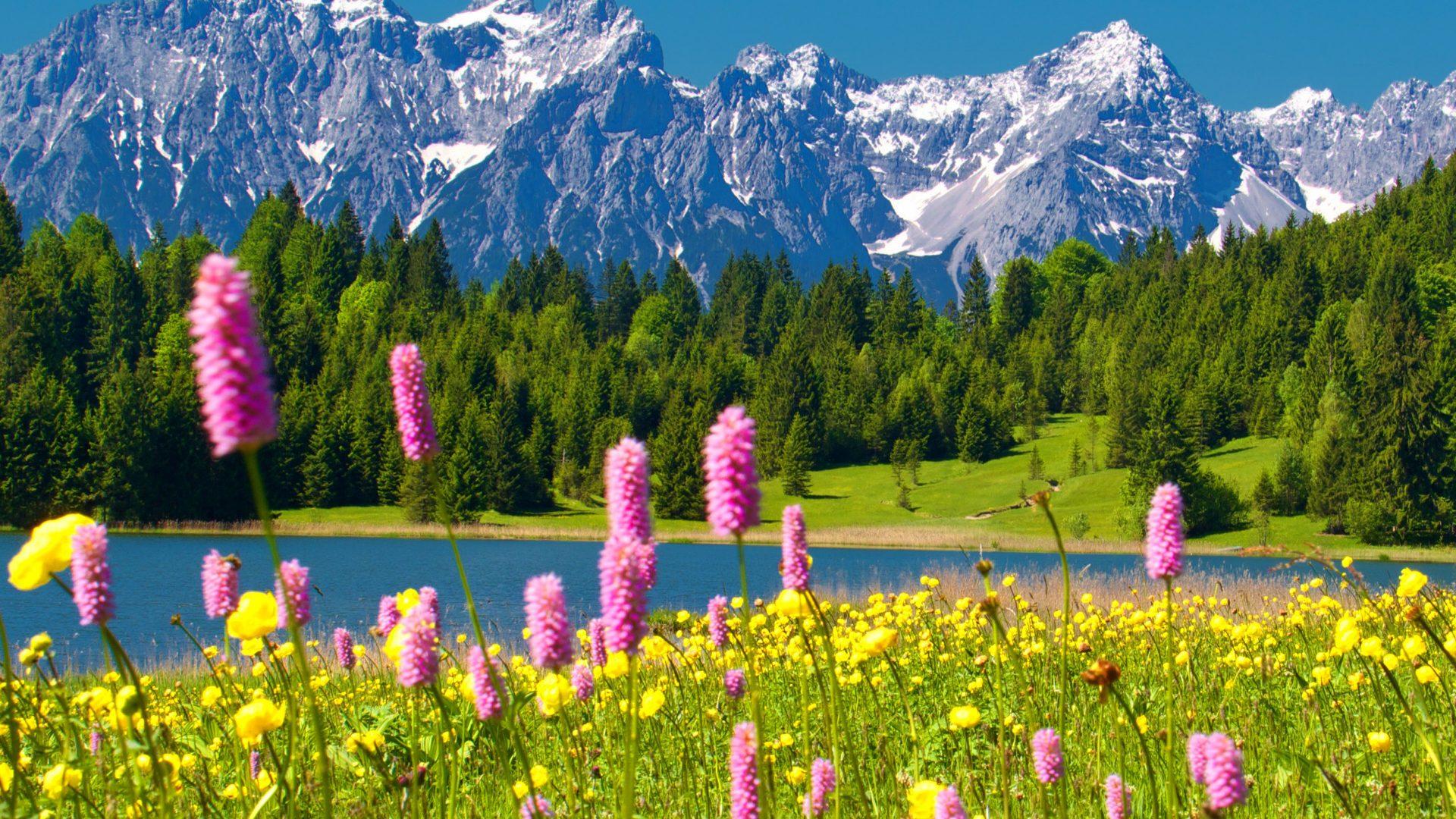 Landscape With Mountain, Lake And Flowers Wallpapers Wallpaper Cave