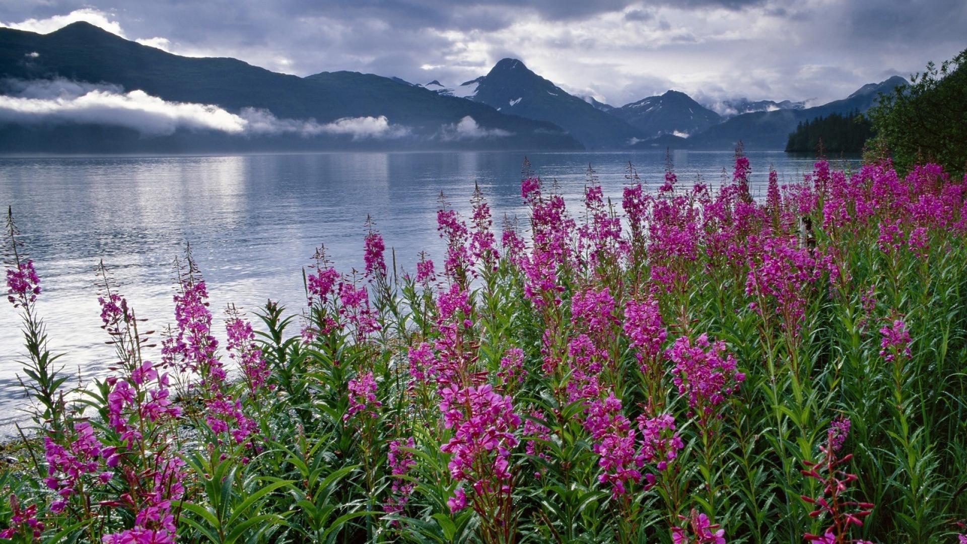 Landscape With Mountain, Lake And Flowers Wallpapers Wallpaper Cave
