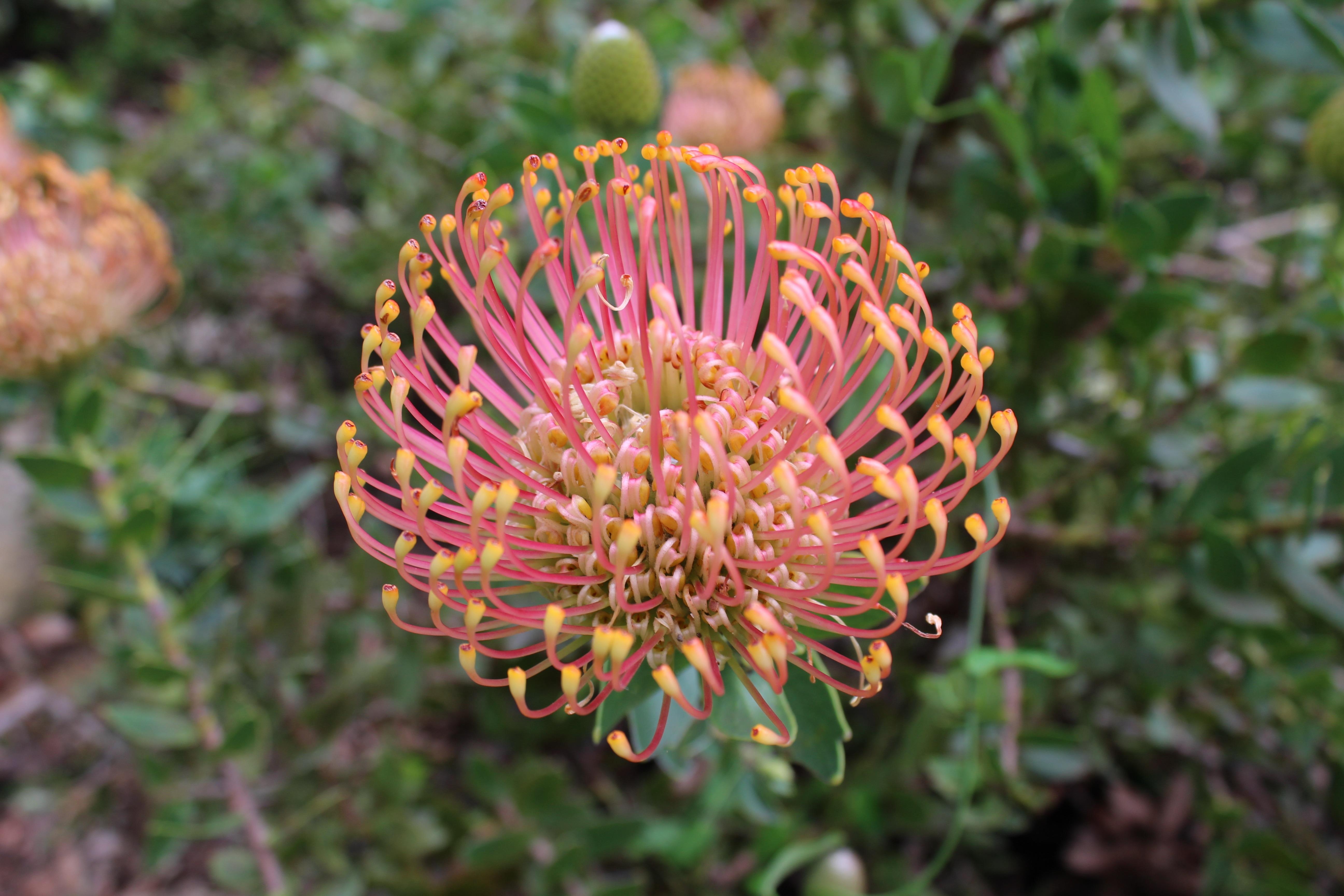 Pincushion Flowers Wallpapers Wallpaper Cave